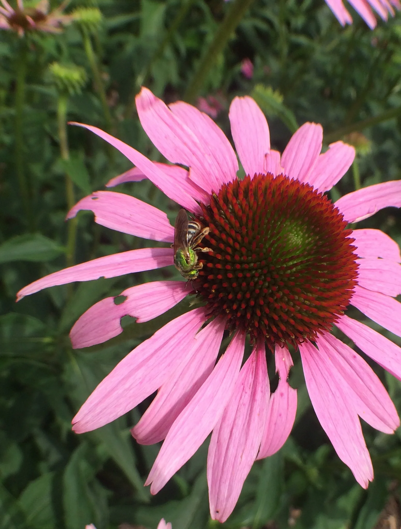 greenbee on coneflower.jpg