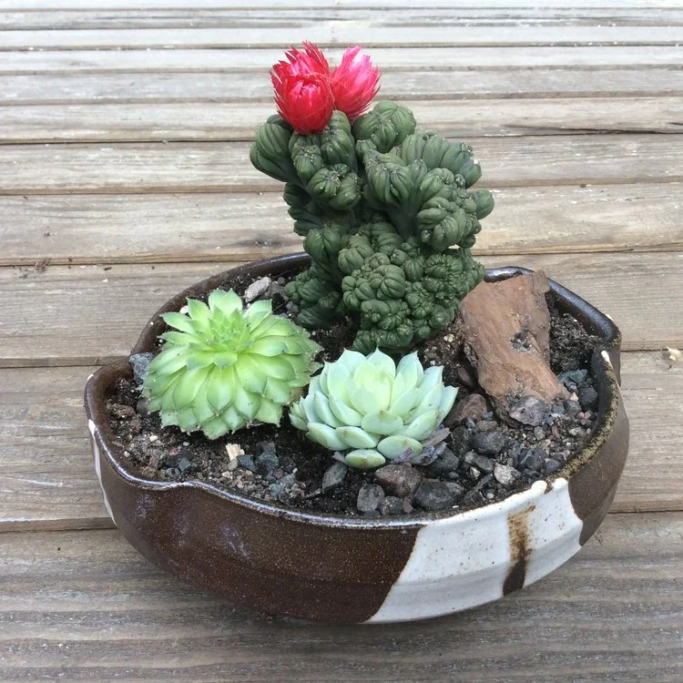 Pottery and Plant Sale!