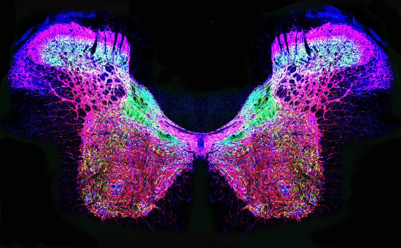 Intro to Bio-Art with The Fuse Factory