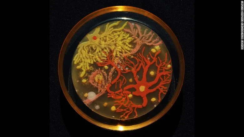  BioArt Workshop: Intro to Bacteria as Art