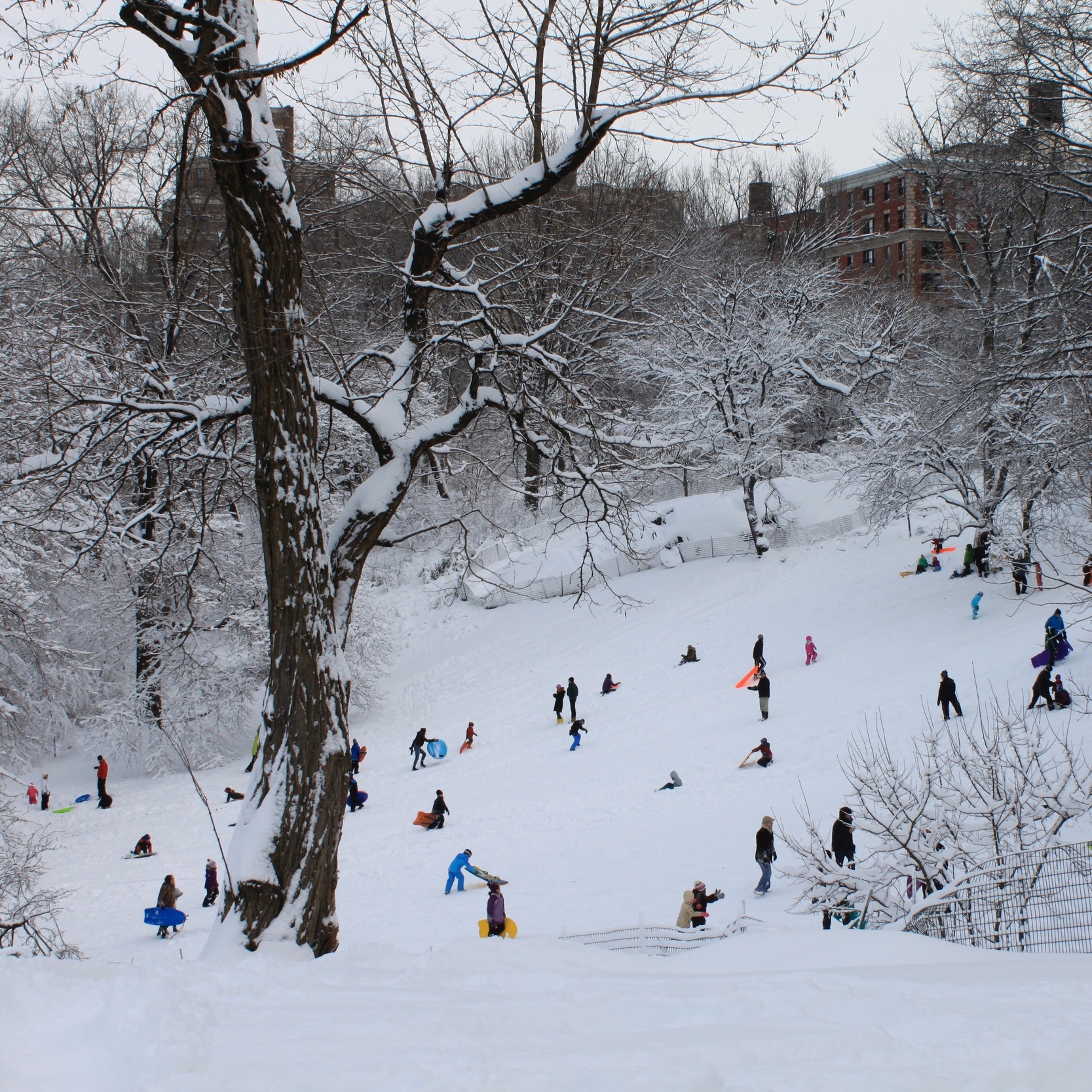 Sledding in a nearby park
