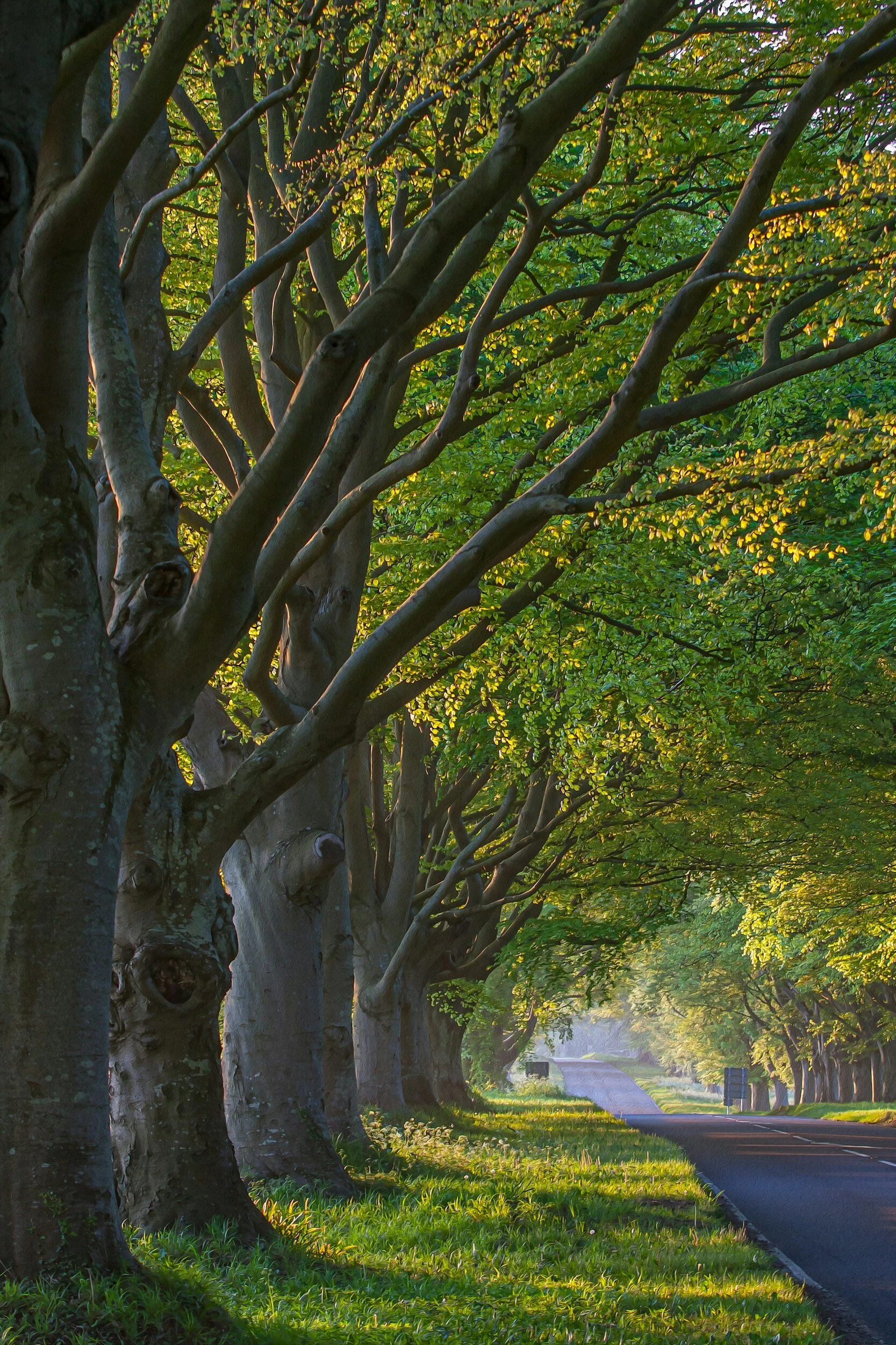 The Importance of Tree Health: Sustaining Nature's Green Guardians