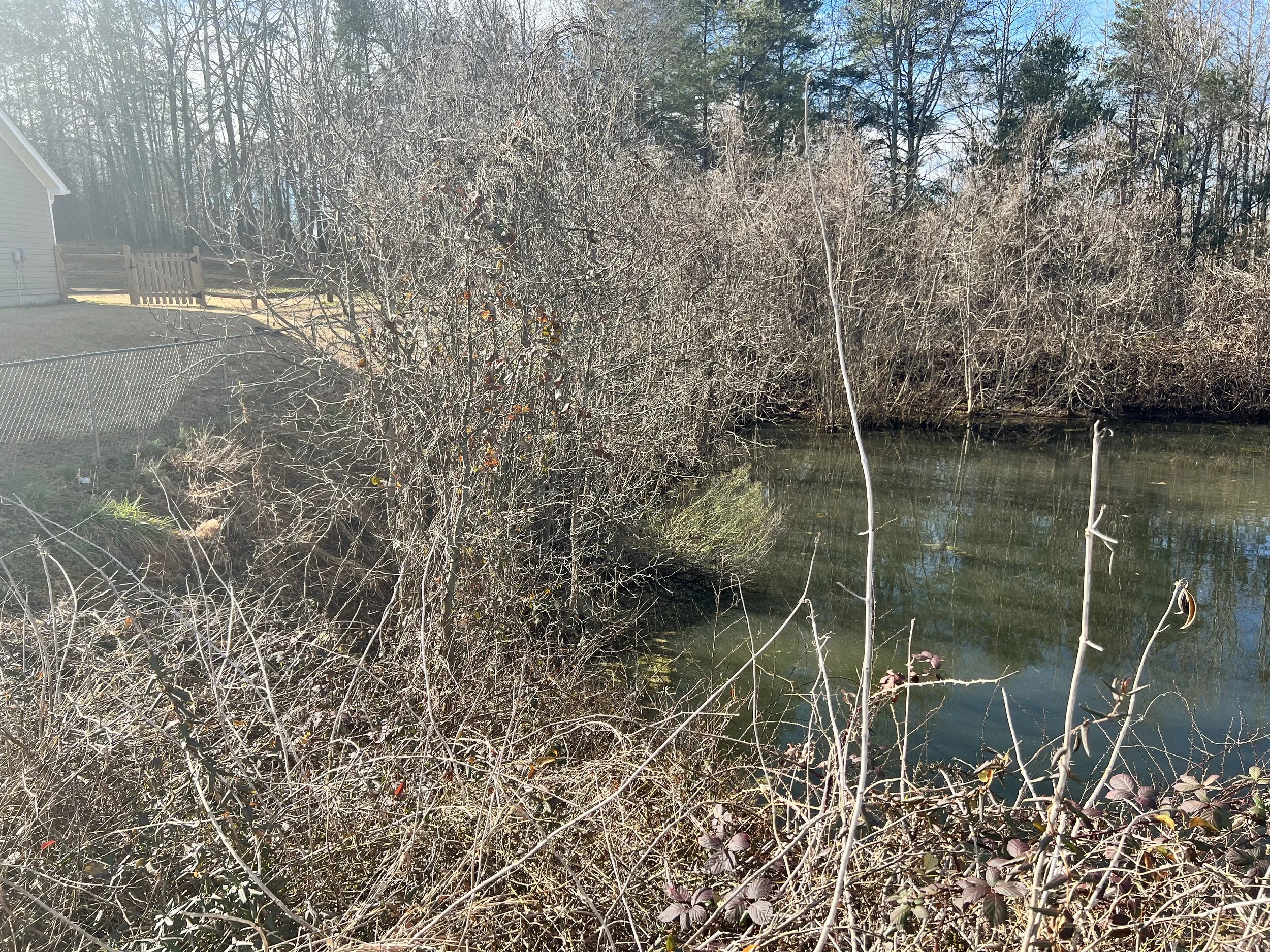 Standing Water &amp; Vegetation