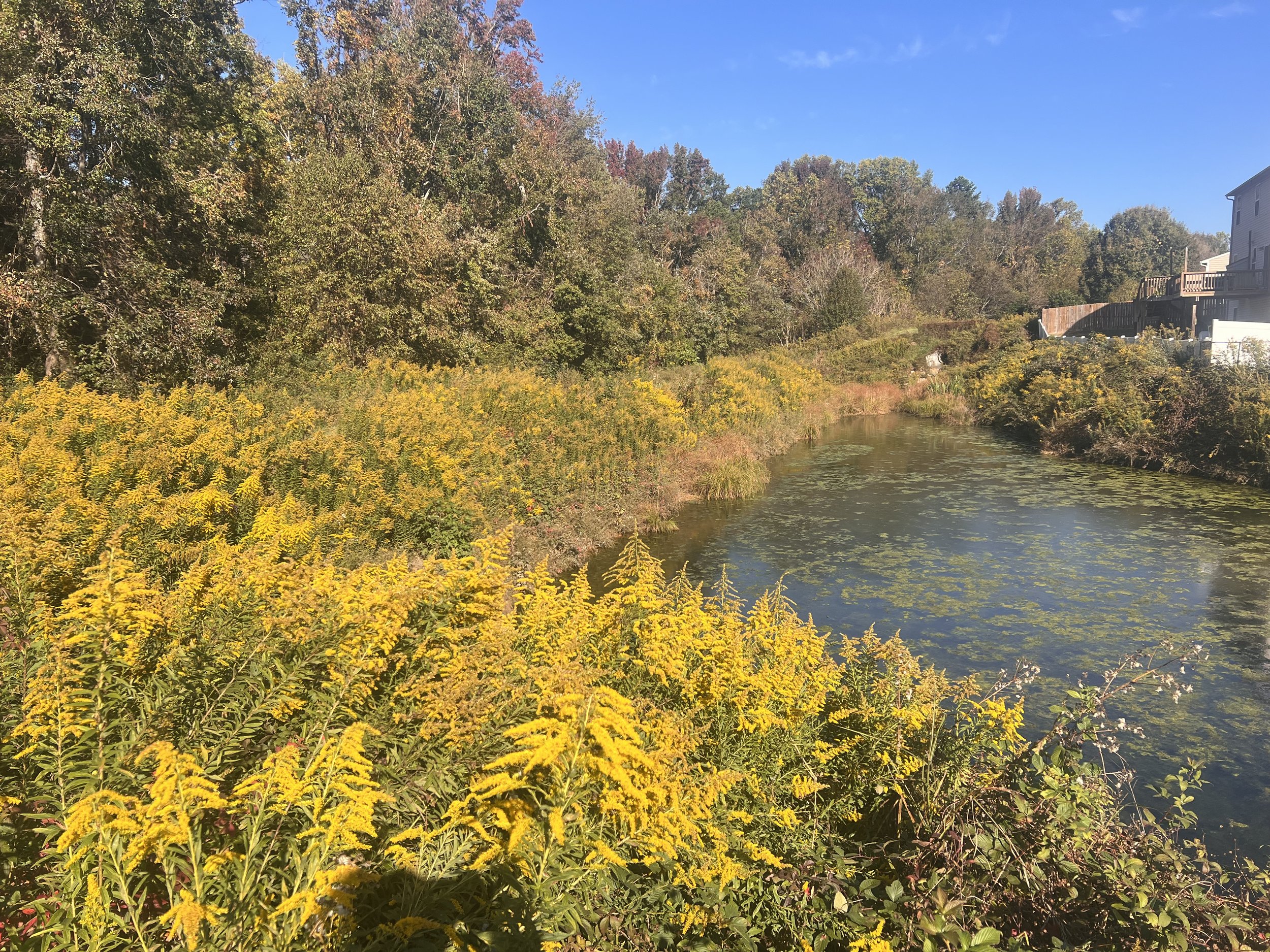 Vegetation Overgrowth