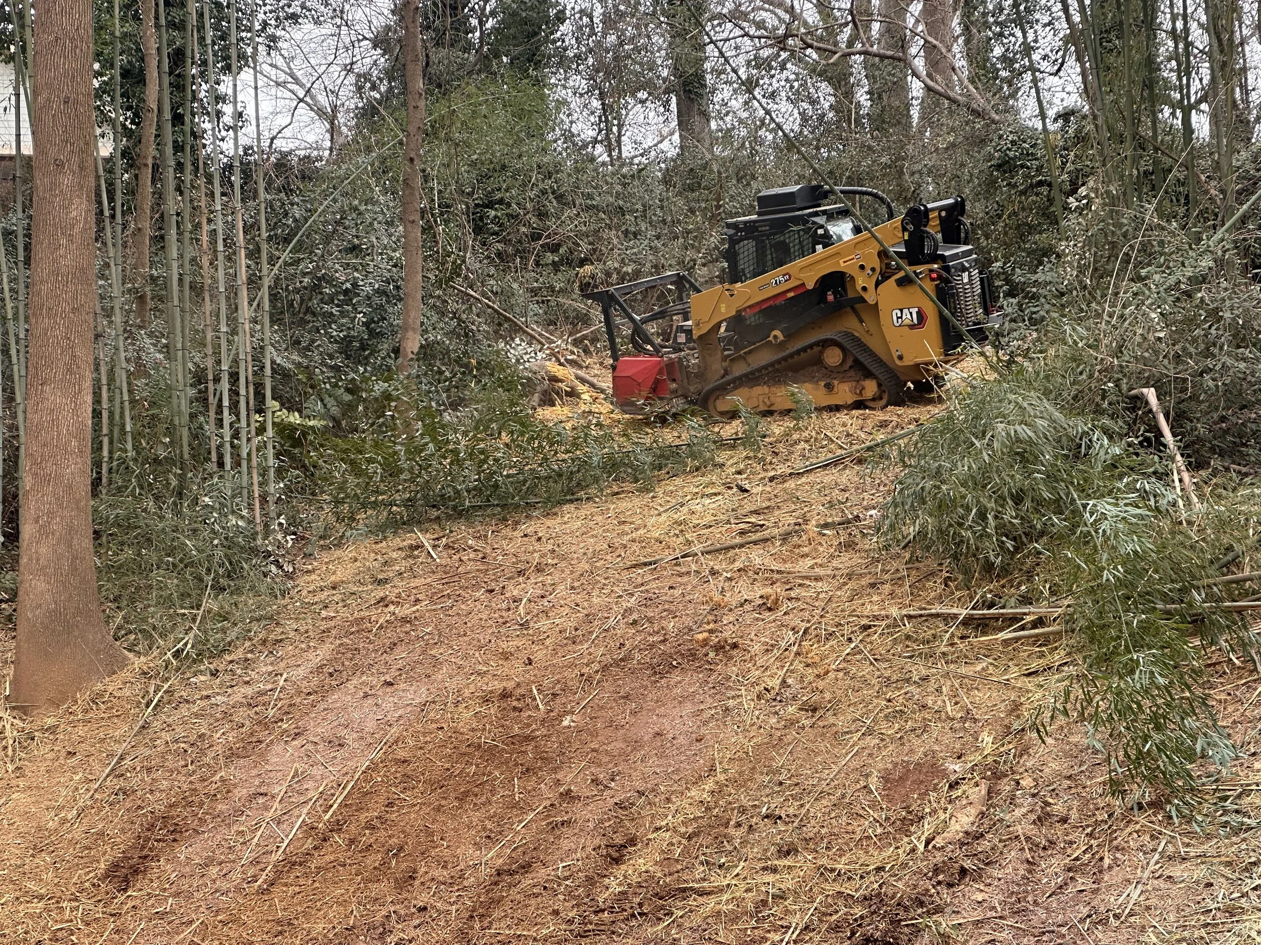  Vegetation overgrowth on property 