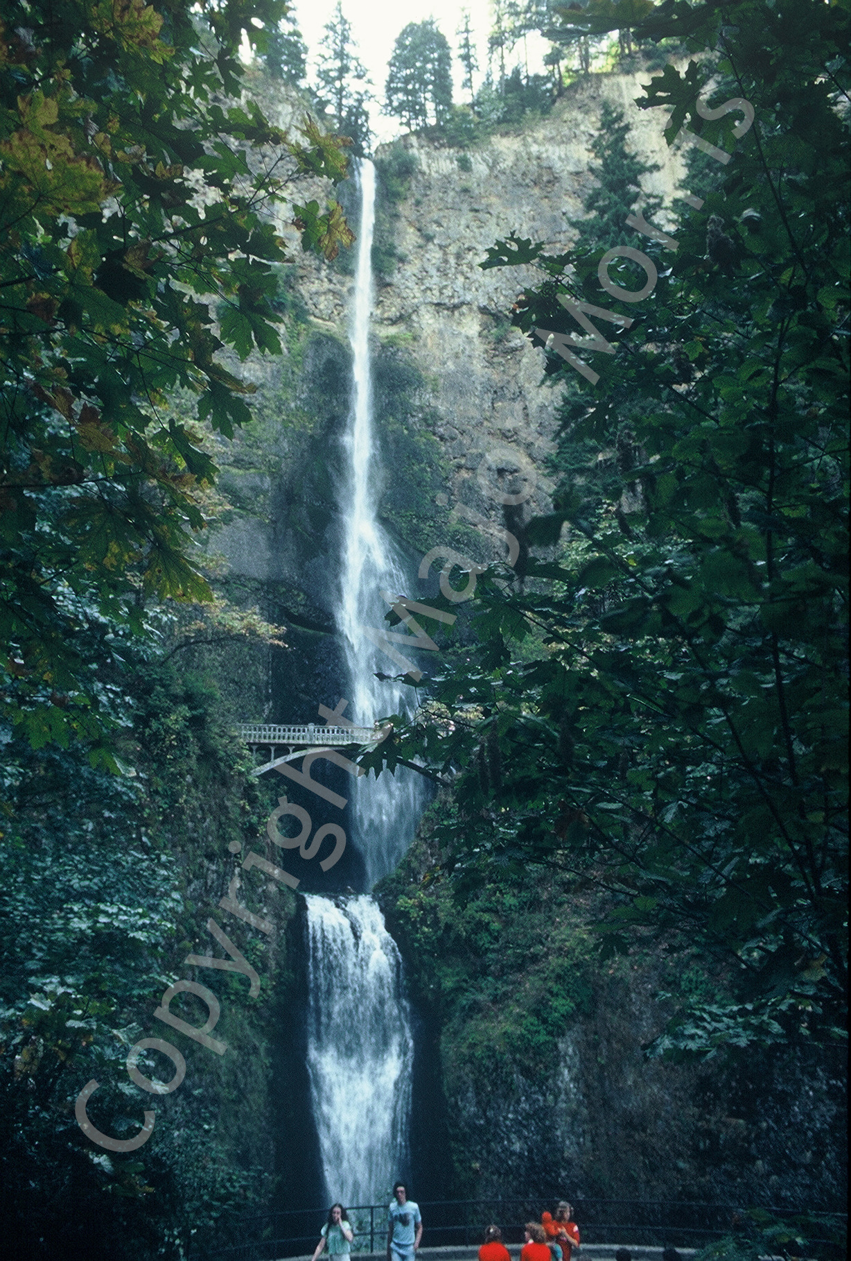   Multnomah Falls  Color Photograph Copyright Major Morris 