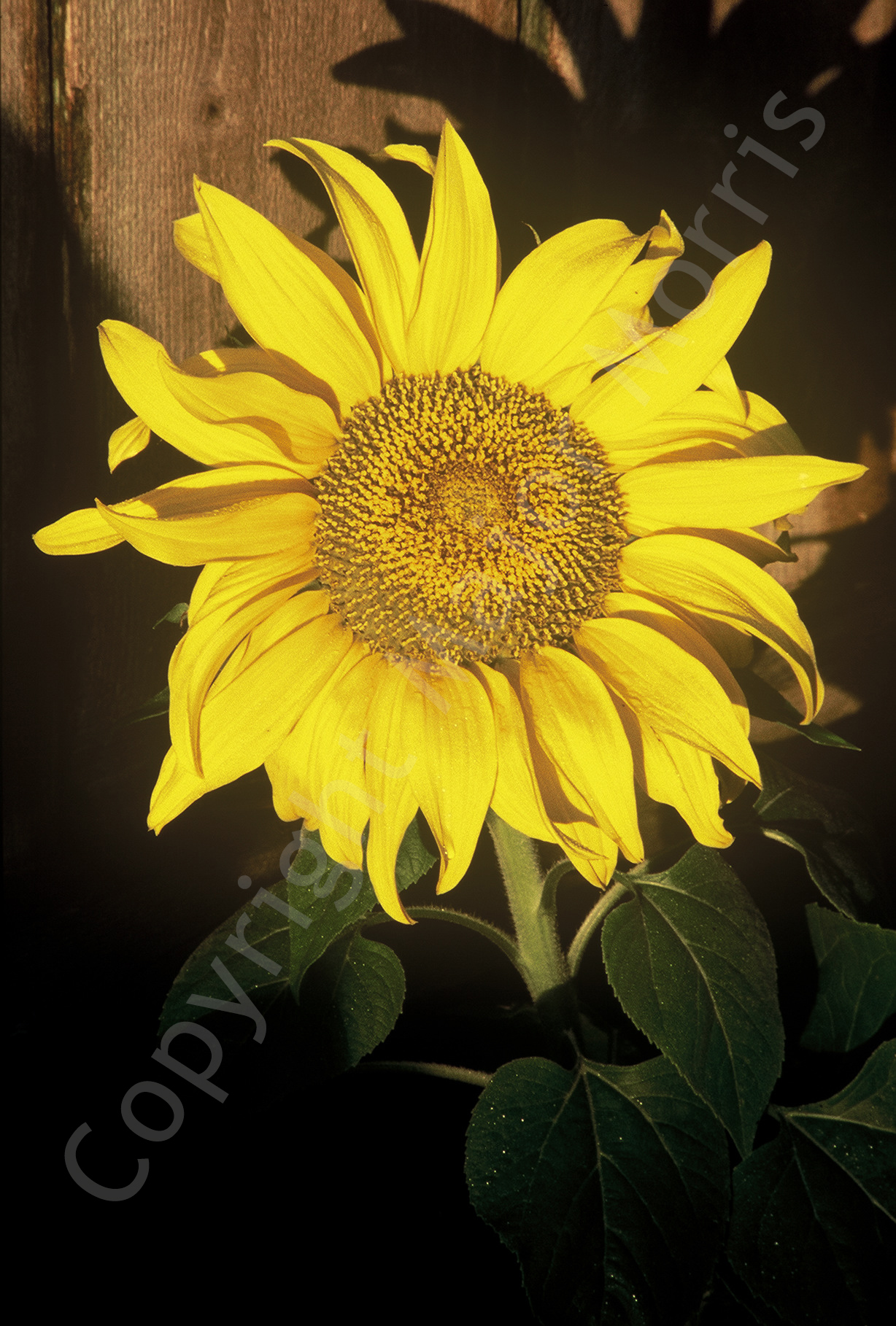   Sunflower  Color Photograph Copyright Major Morris 