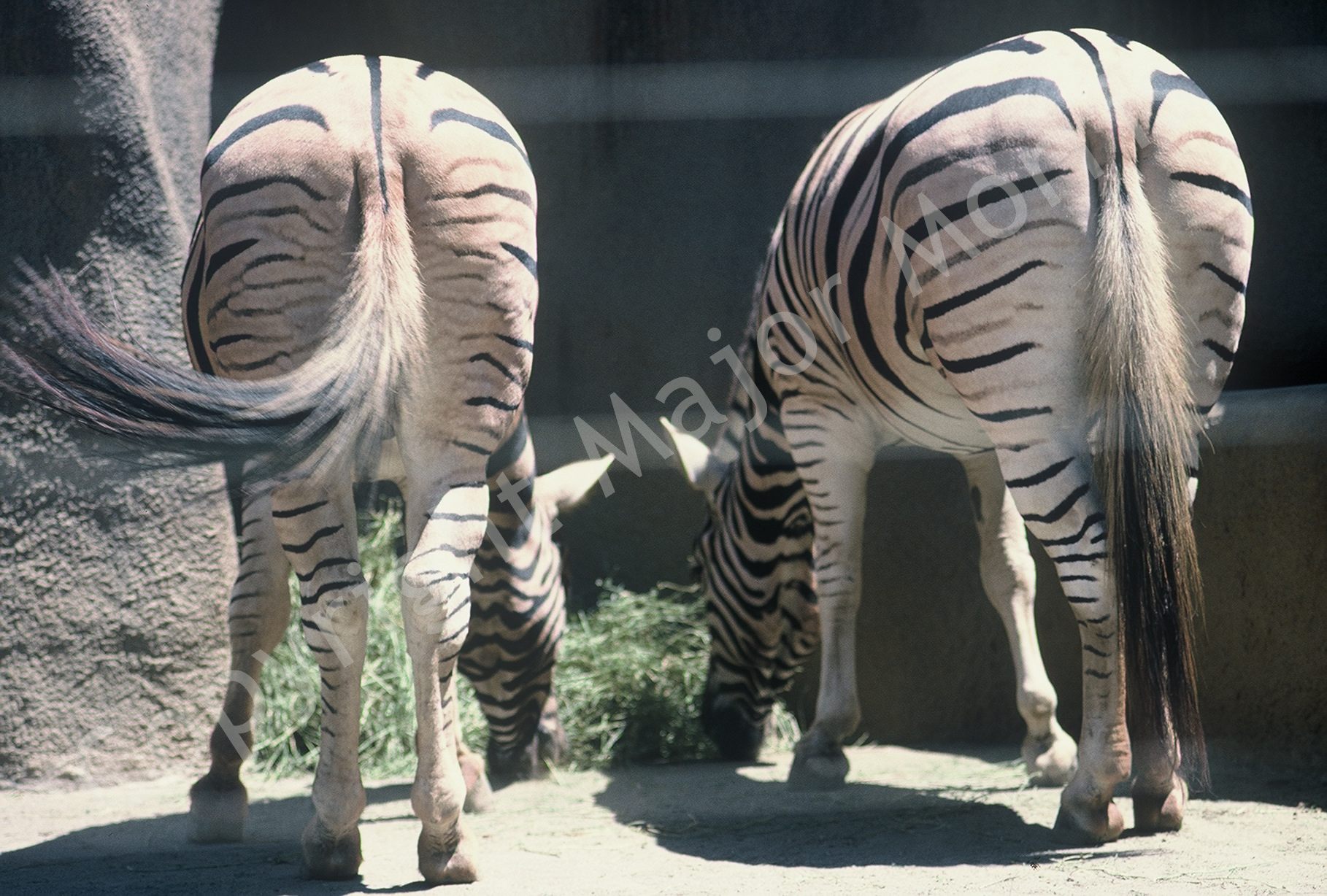   Zebras - San Diego Zoo  Color Photograph Copyright Major Morris 