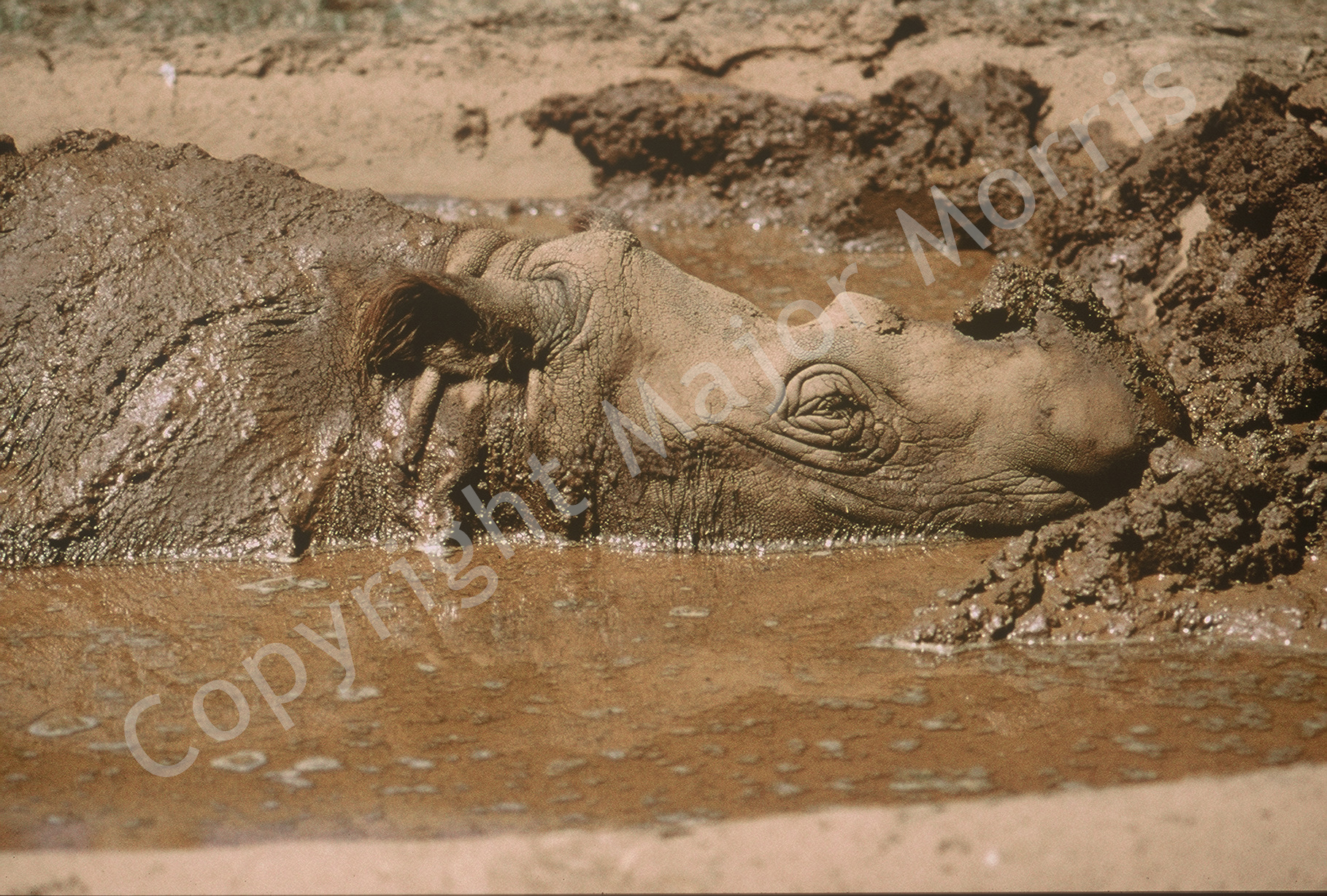   "Ah, Man... As Good As It Gets!!!" San Diego Zoo  Color Photograph Copyright Major Morris 