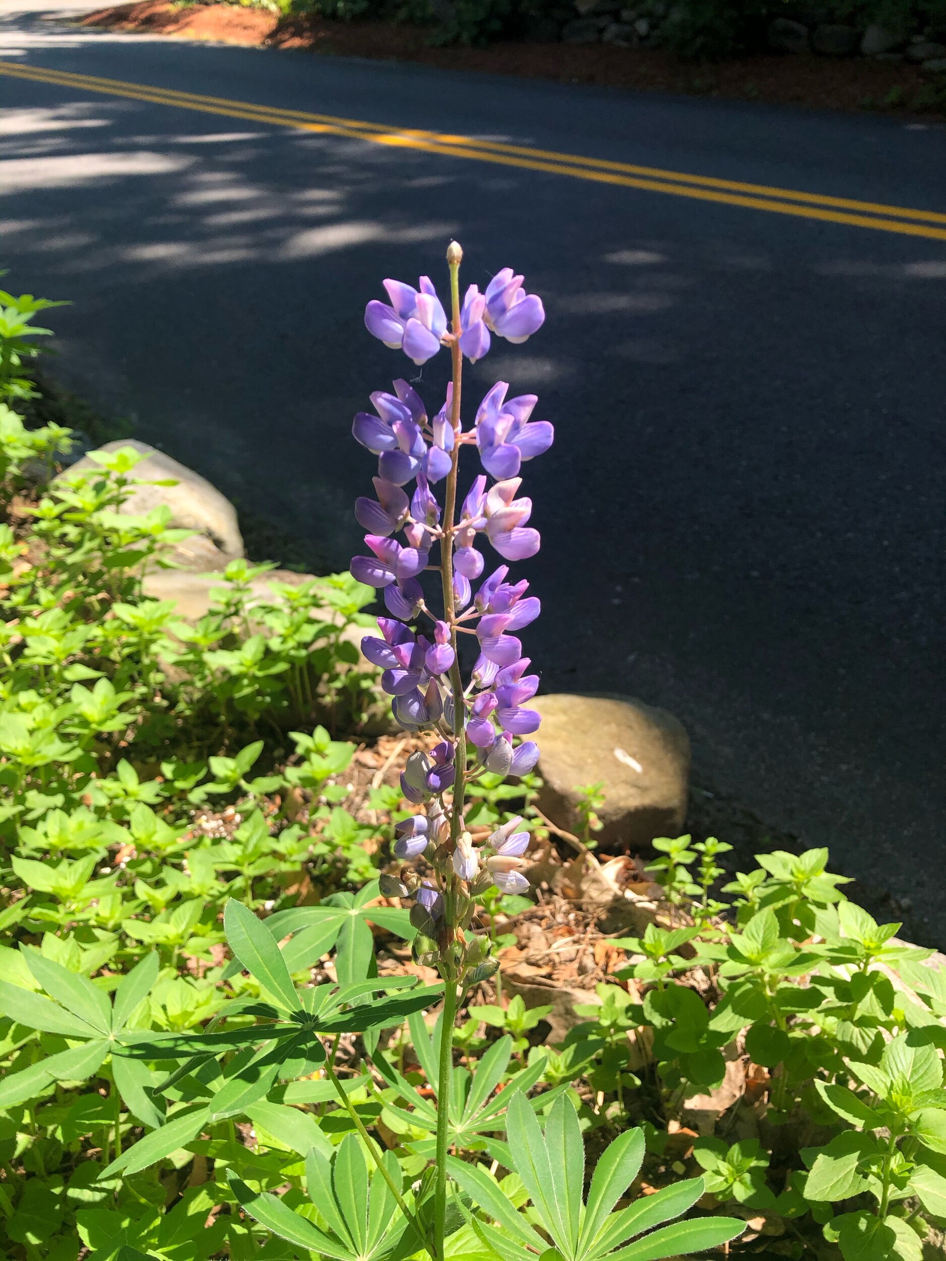 IMG_0889.jpeg