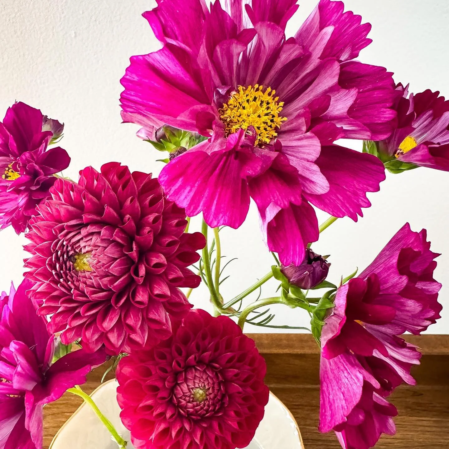 Dahlia season is here! Late September, 2025
Picked via @shepardsphilly