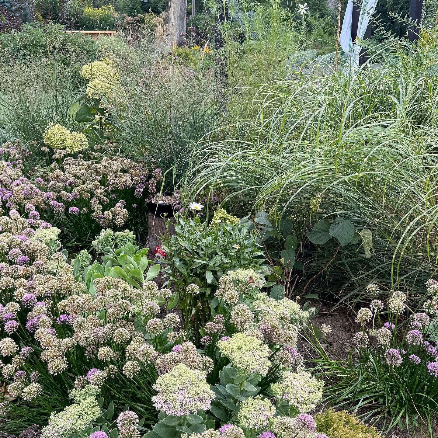 Allium is going over. It&rsquo;s the last hurrah over here