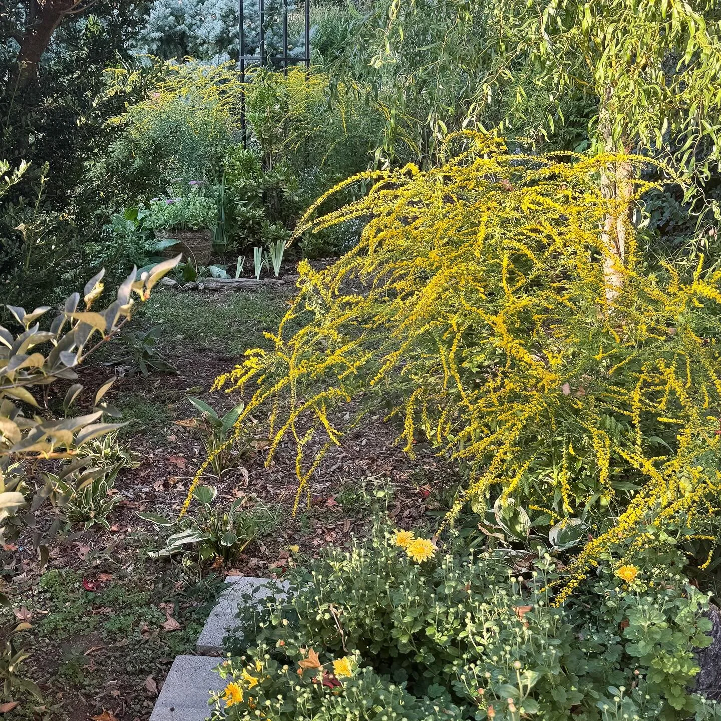 I love the goldenrod chaos