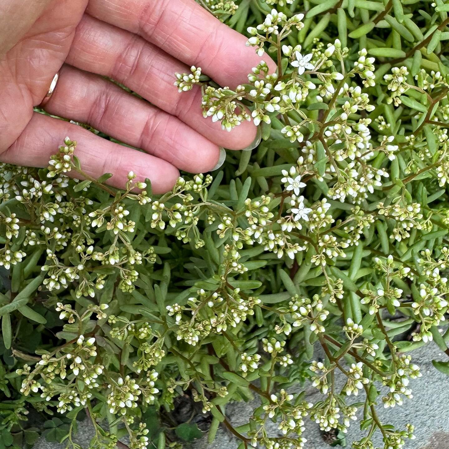 Sweet little bb sedum blooms 🤍🤍