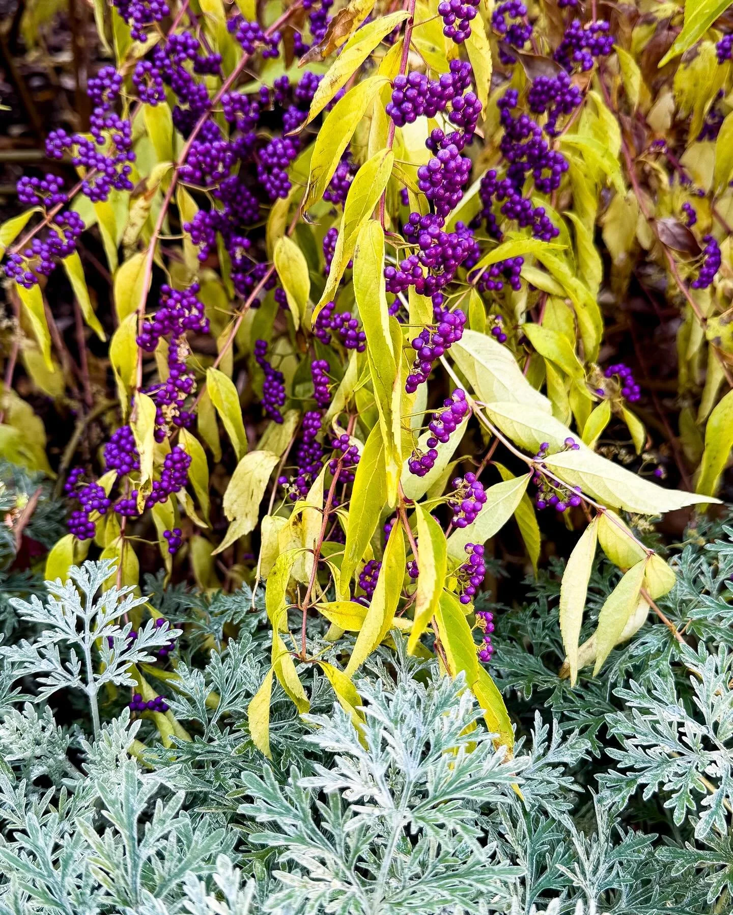 Beautyberry &amp; Artemisia throwing out some very good colors!