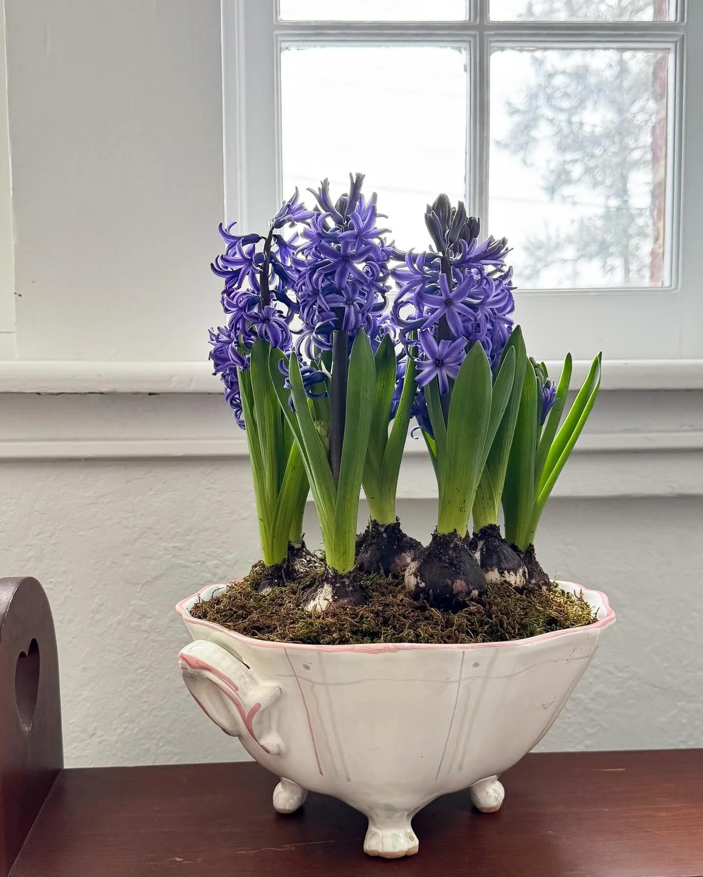 Thrifted dish, forced hyacinths, and the kind of scent that makes winter indoors feel hopeful and alive 🪻
