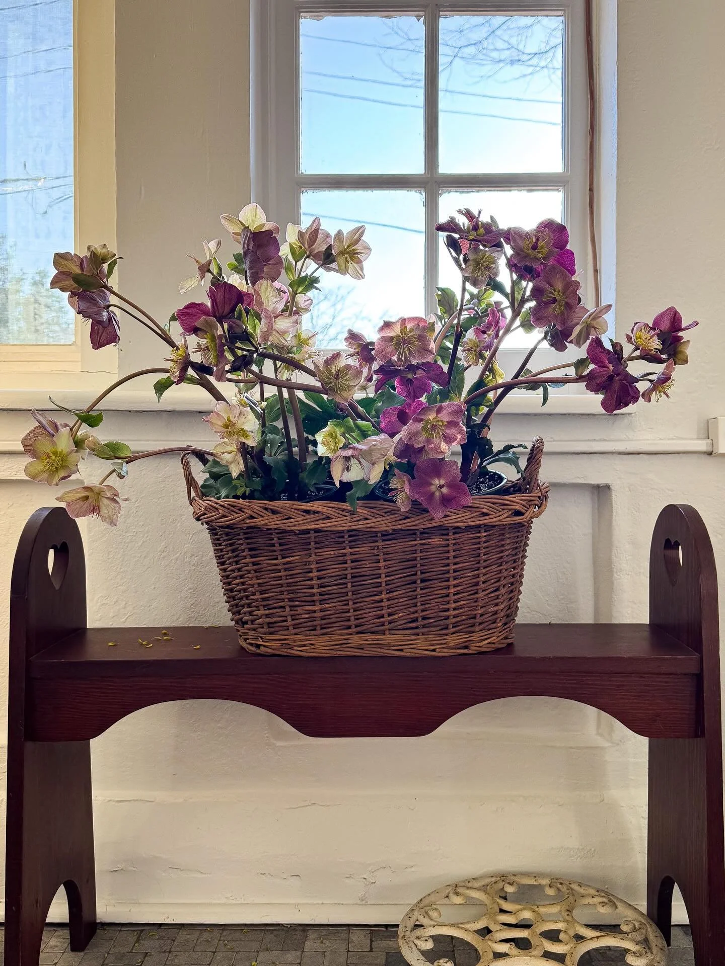 Hello (hopeful) sunshine! Nature is waking up 🐞✌🏻🌞