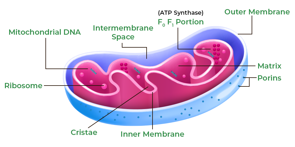The Mitochondrial Root of Modern Disease
