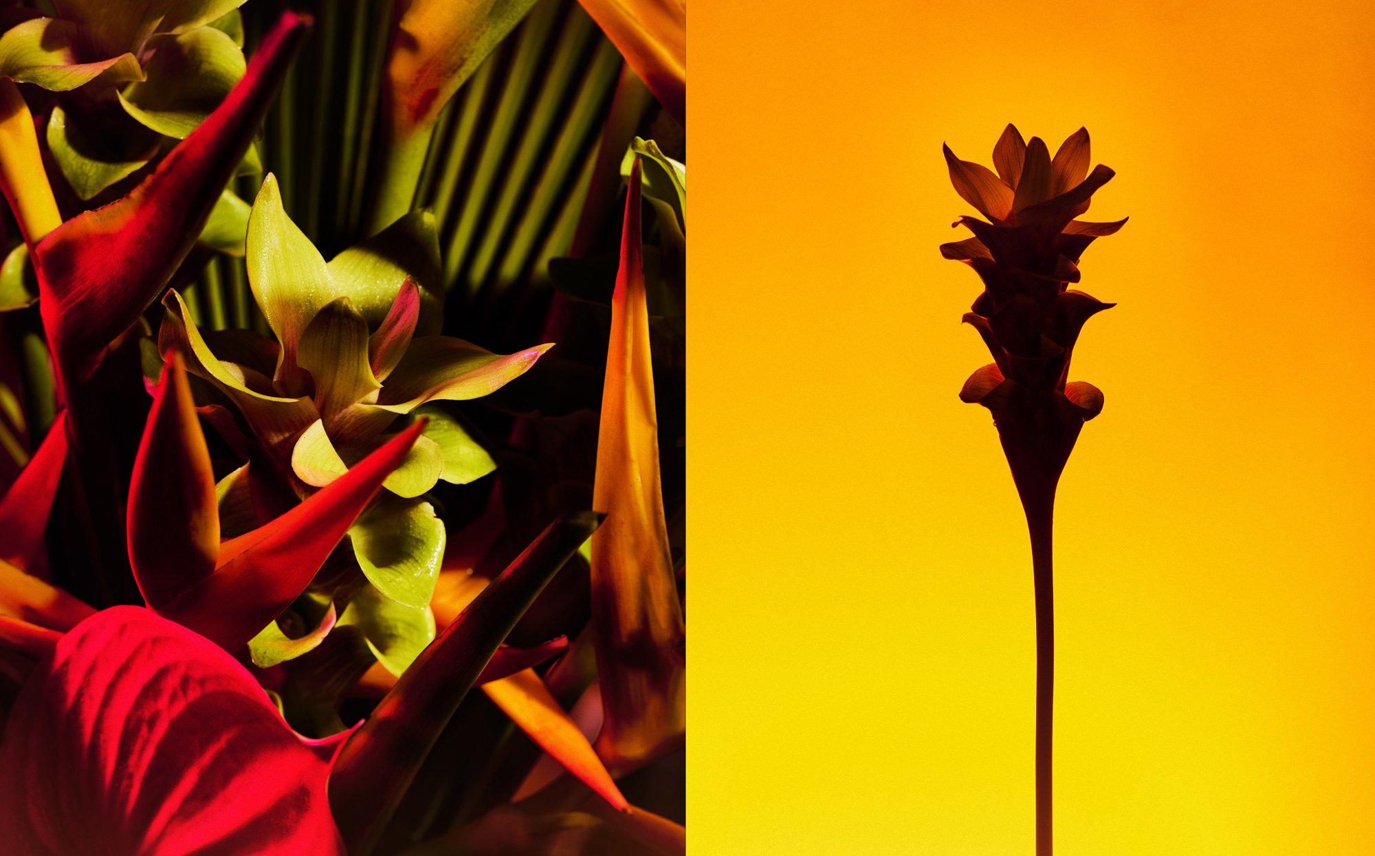 20_CBRL03_Tropical107770.jpg