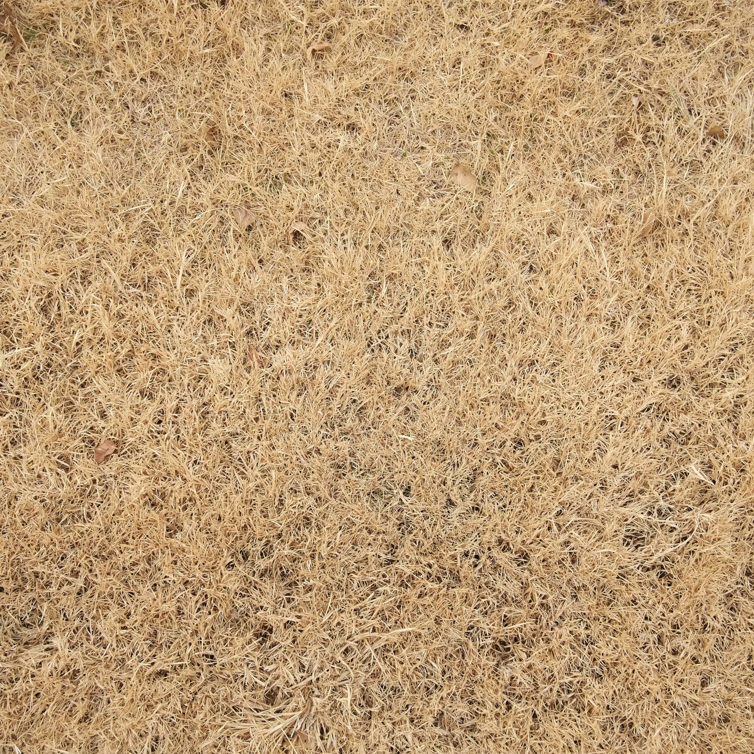 Dry Grass.jpg