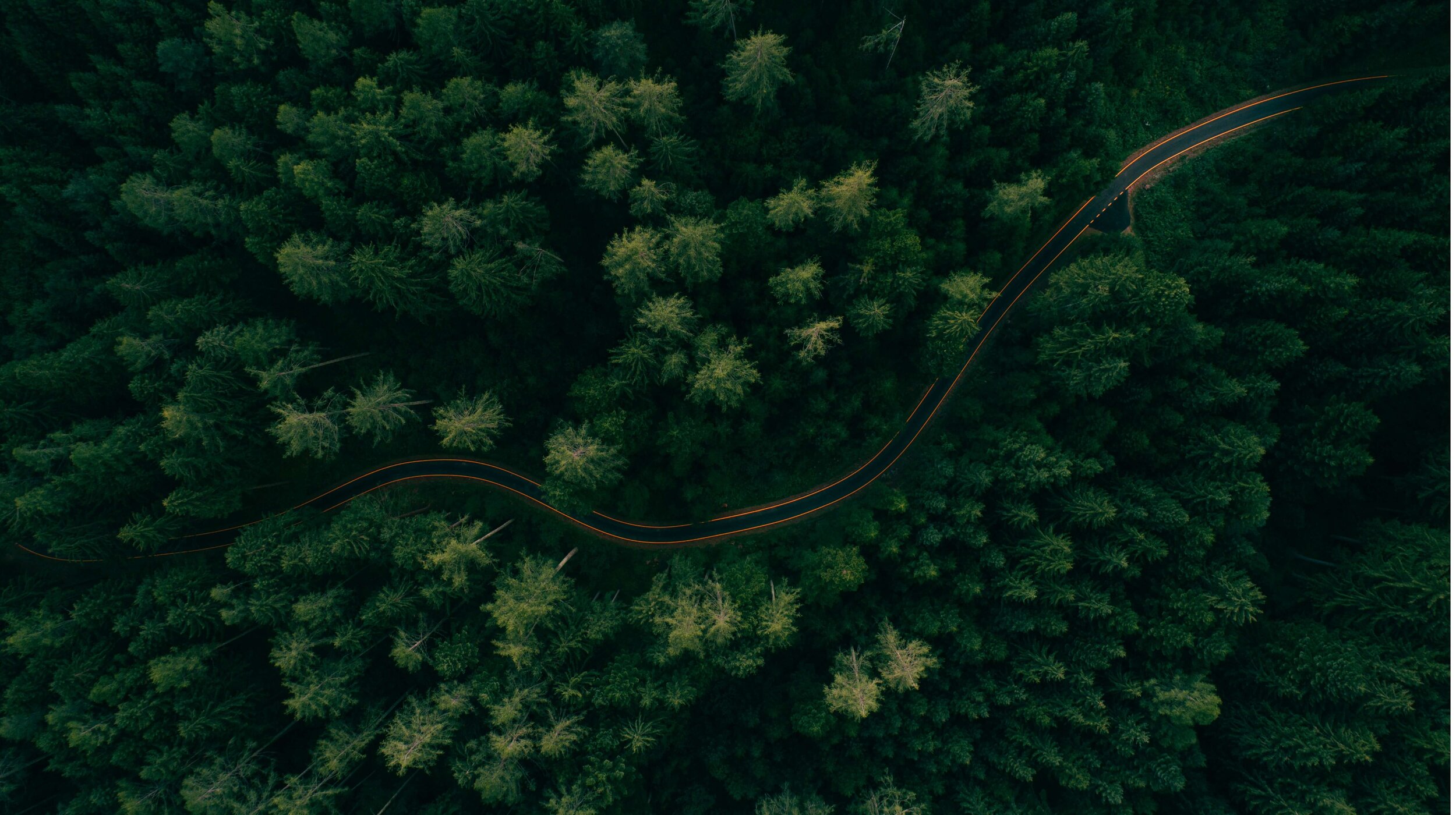 Verde Bosque Protección Medioambiental Póster.jpg