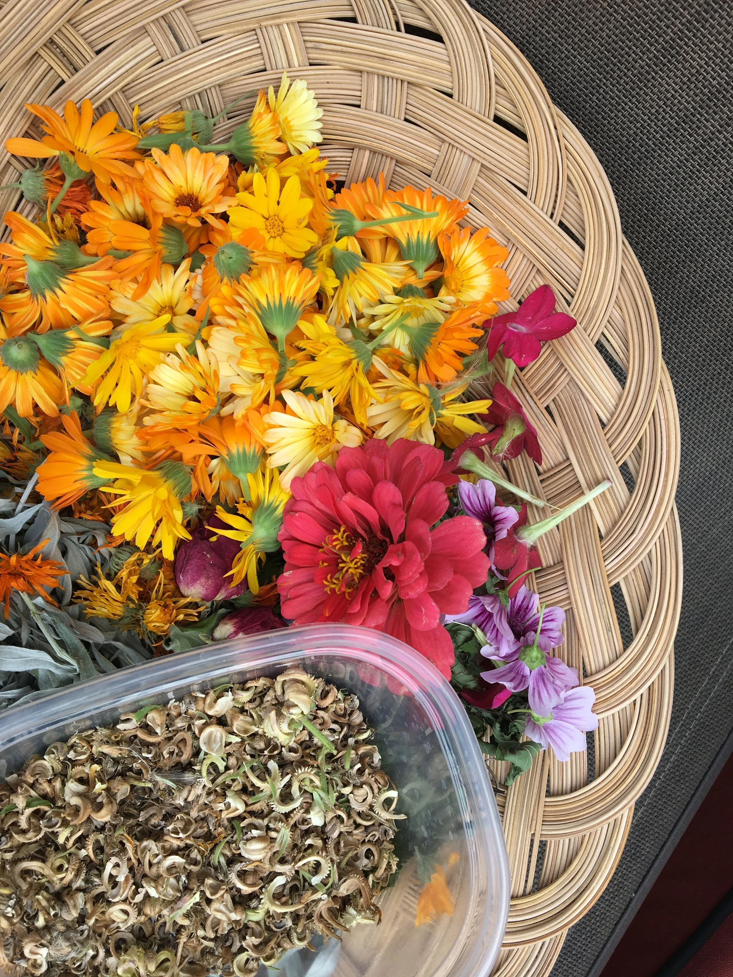 flowers and seeds.JPG