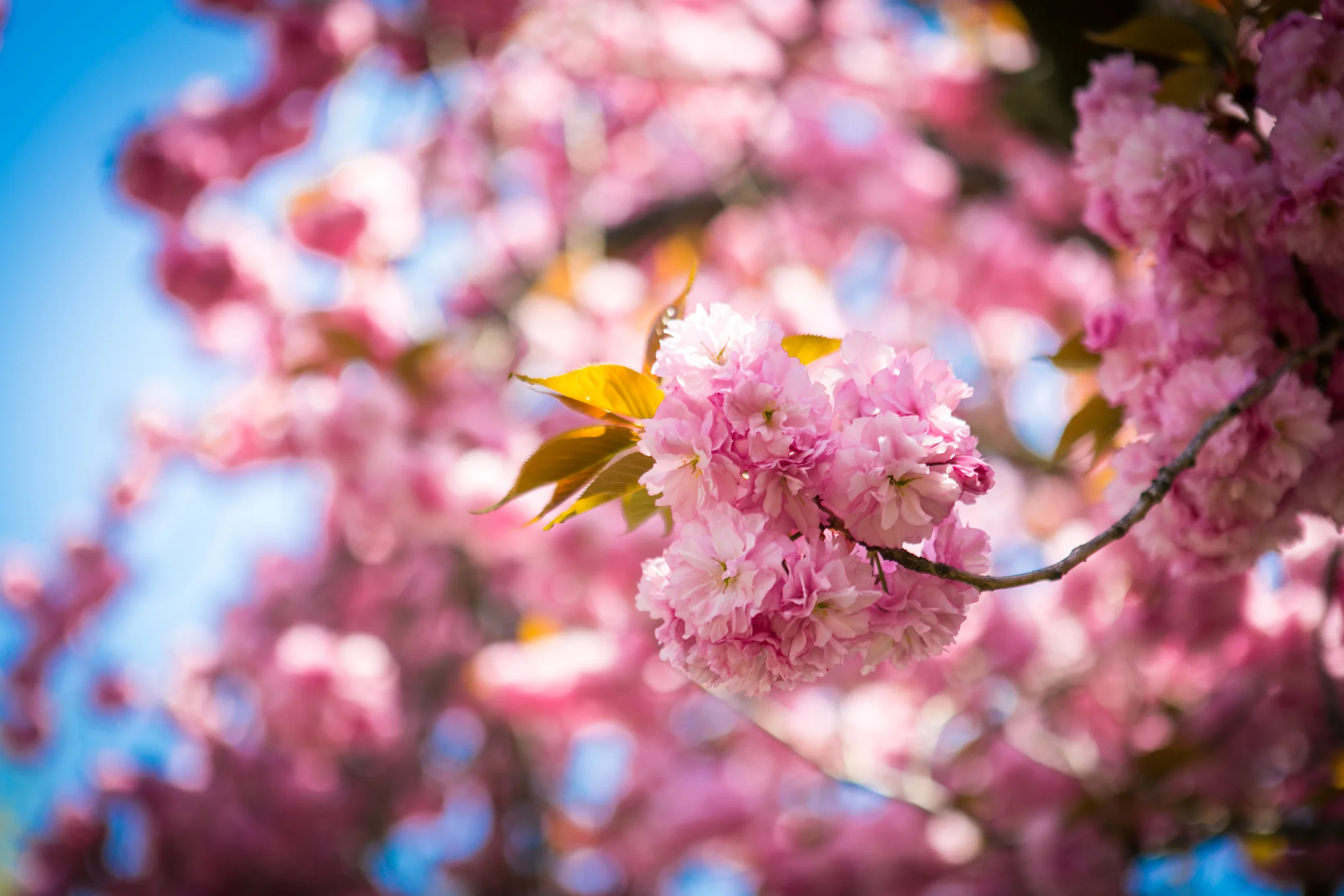 NYC2015 CherryB-BenChasteen-8601-20150502.jpg