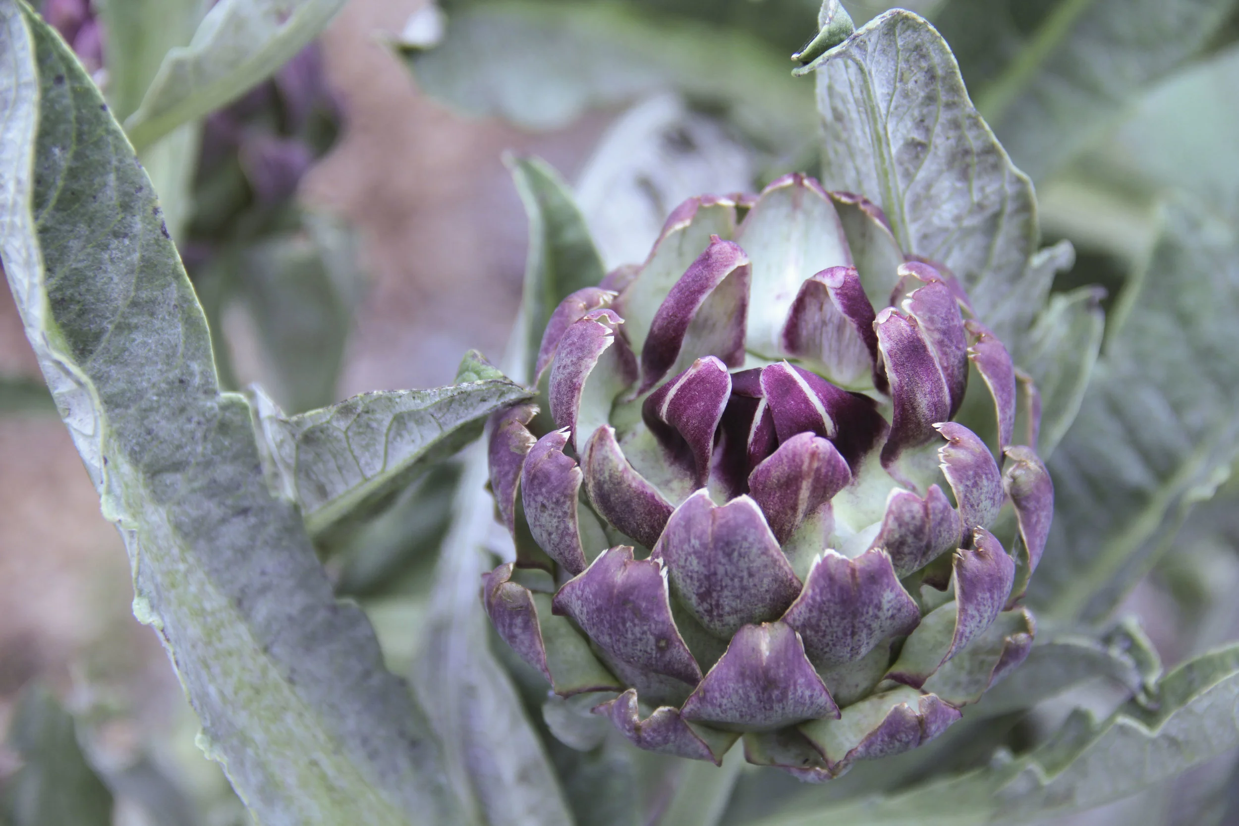 UT Microfarm / Artichoke Plant