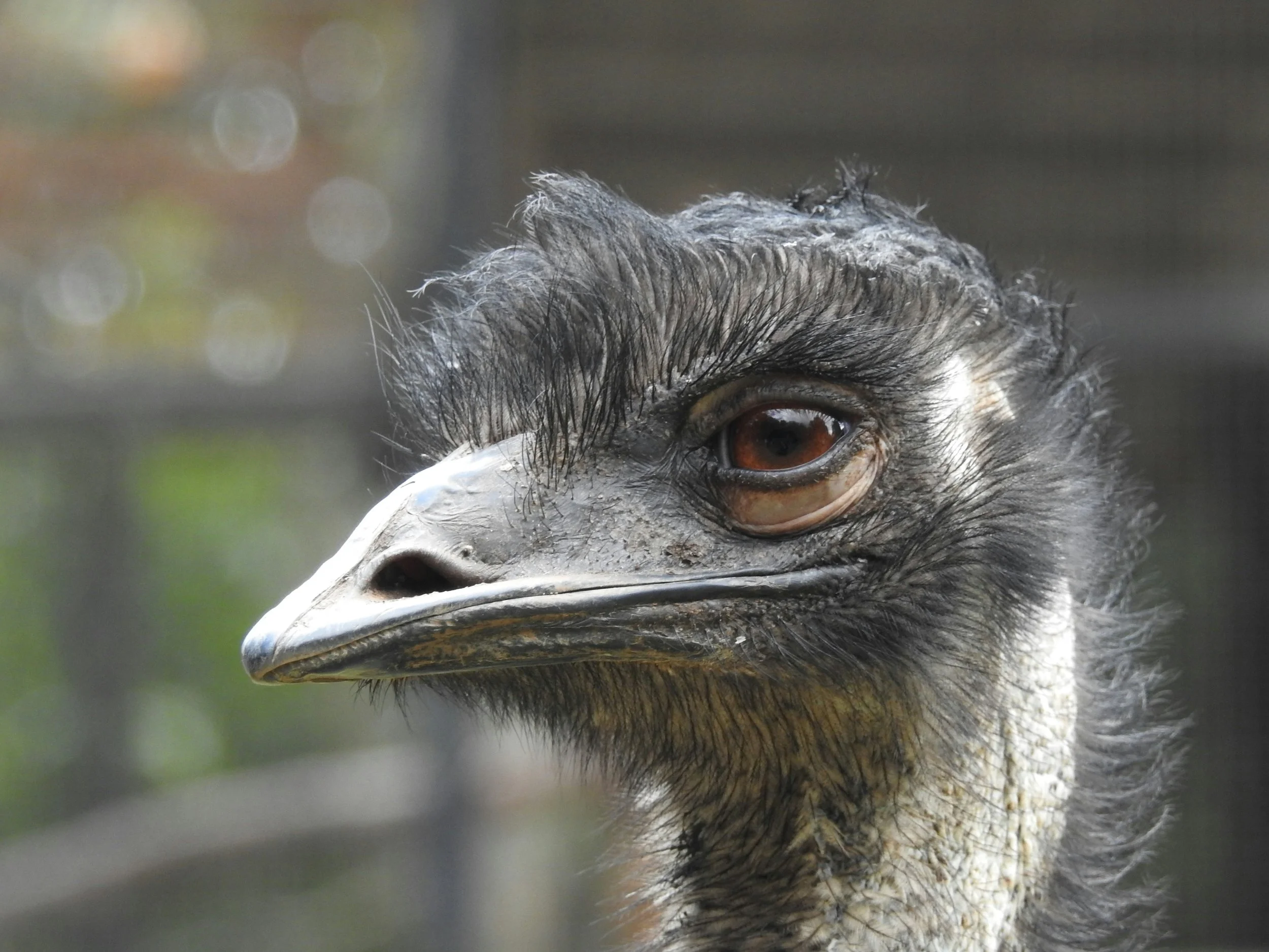 What Mud, Manure, and Emu Bites Taught Me About Work Satisfaction