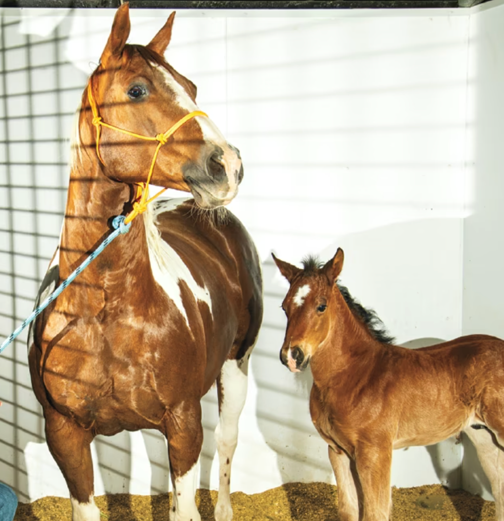 Inside the Creepy, Surprisingly Routine Business of Animal Cloning