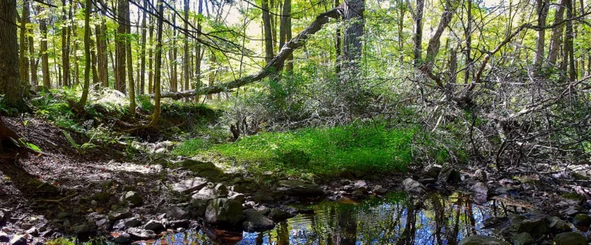 wellness in the wilderness