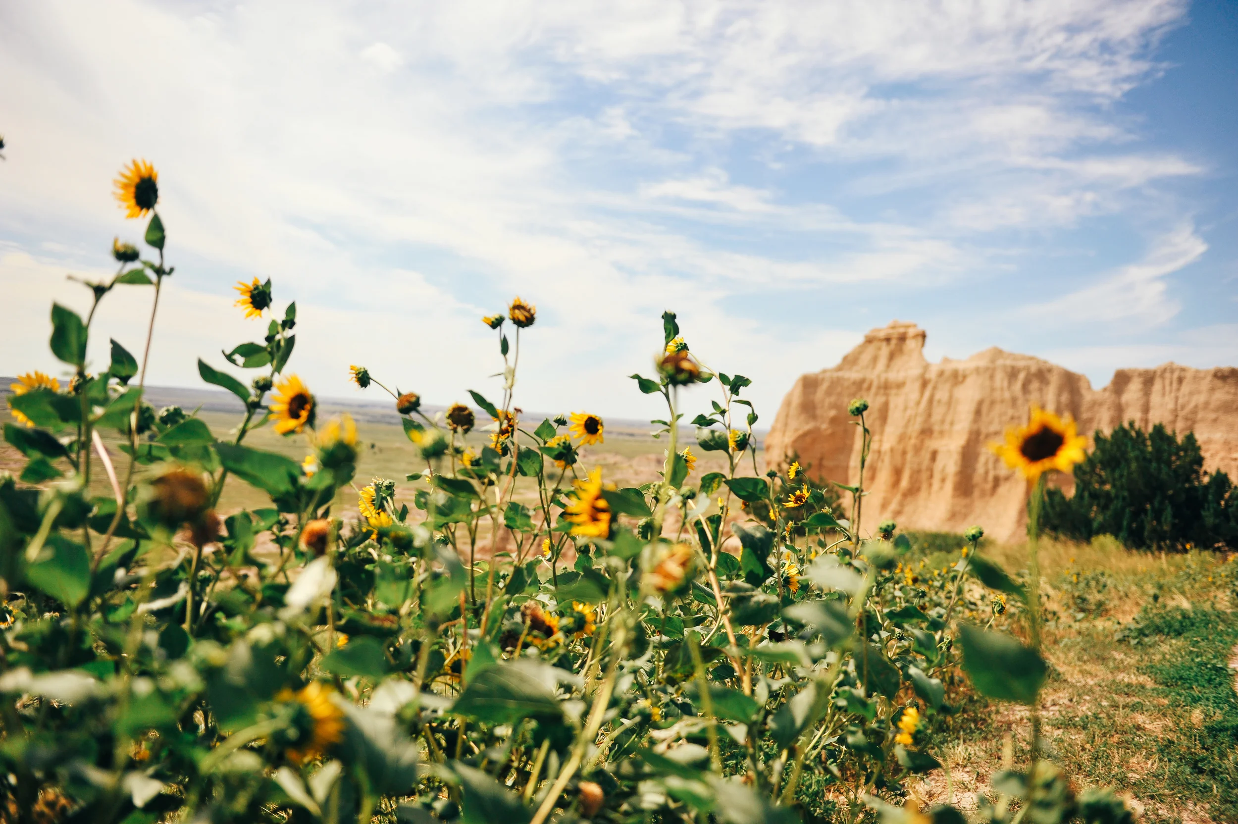 Bloom.