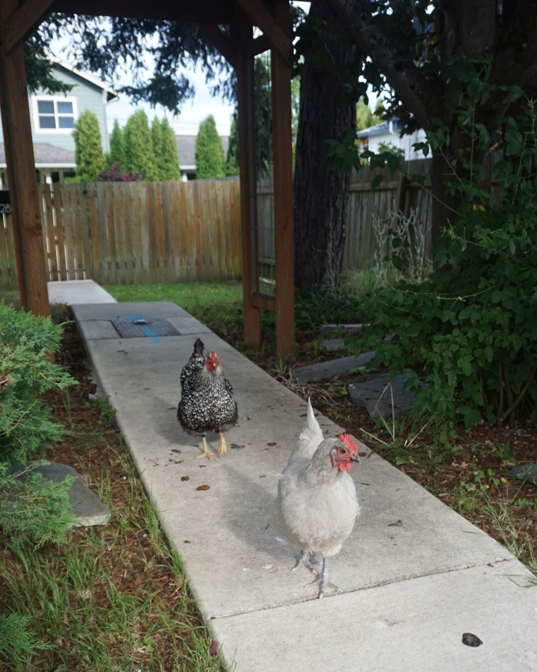 📲 Phone your flock and invite them to strut around Sunnyland for the 15th Annual Stomp on Saturday, July 22 from 3pm-8pm! 🐓 

The Stomp is a free-ranging summer celebration of the talent and creativity hiding behind the garden gates of the Sunnylan