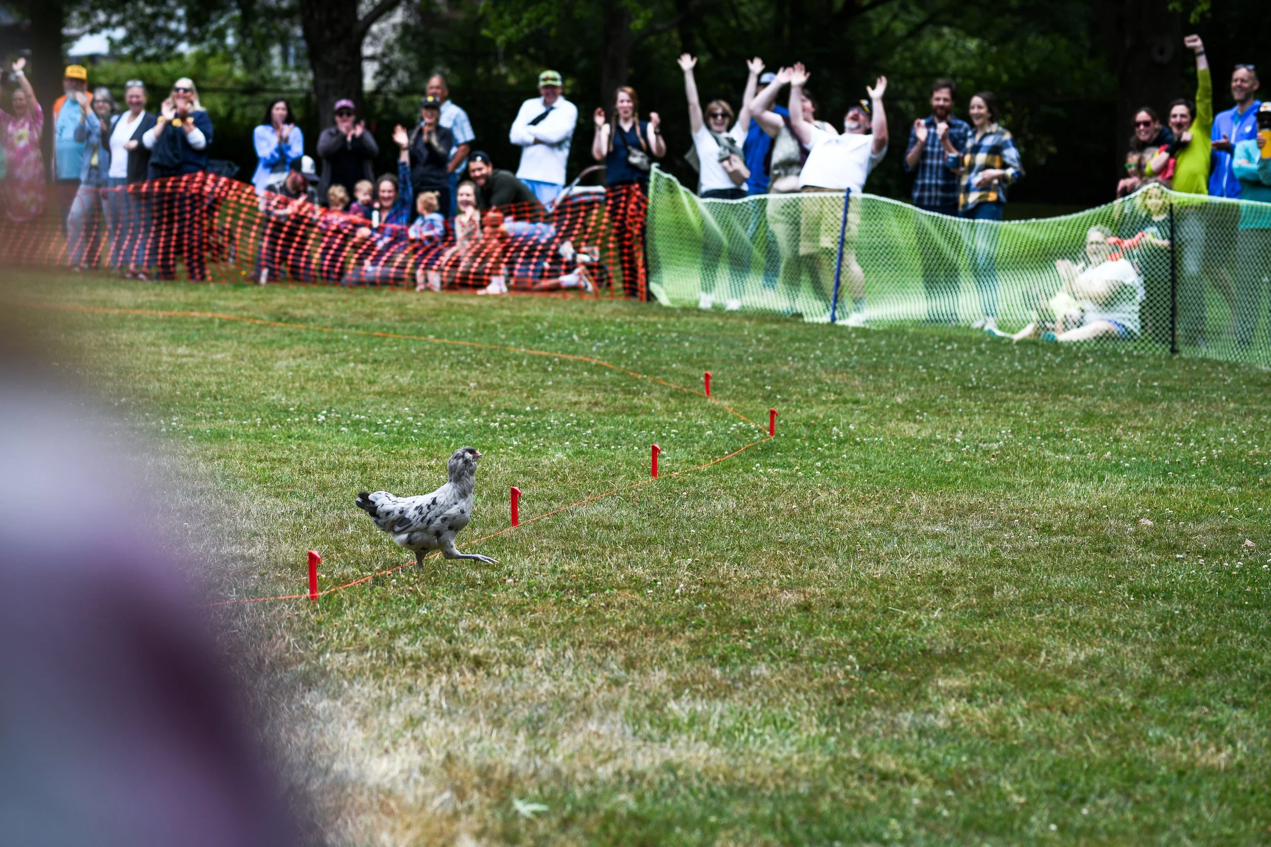 Sunnyland Stomp 2025 Chicken Race-6.jpg