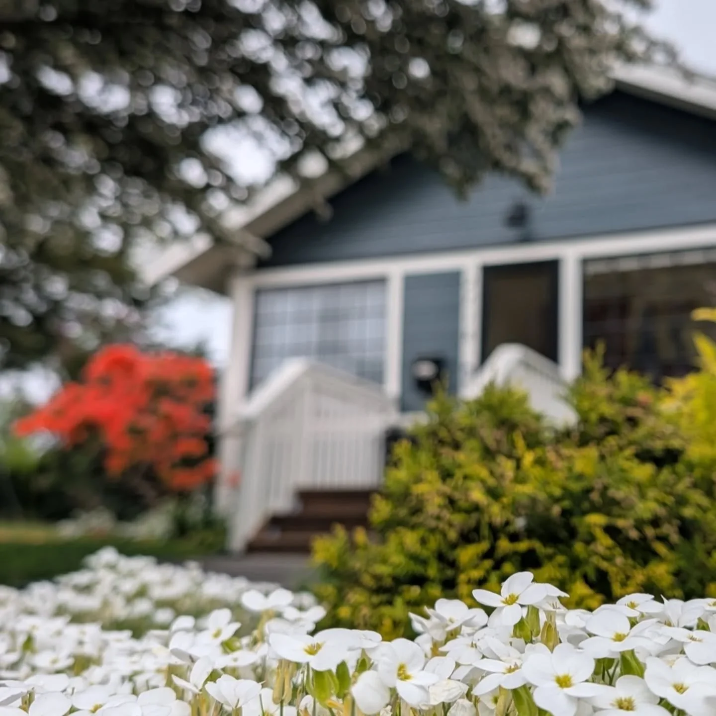 🌷🏡🌻🏡🪻 It's true, the houses do bloom out of flowers in the Sunnyland neighborhood! ✨ Life imitating art inspired by @damp.earth poster design ☀️ 

Appreciating all the lovely homes and beautiful gardens across the neighborhood that all have a un