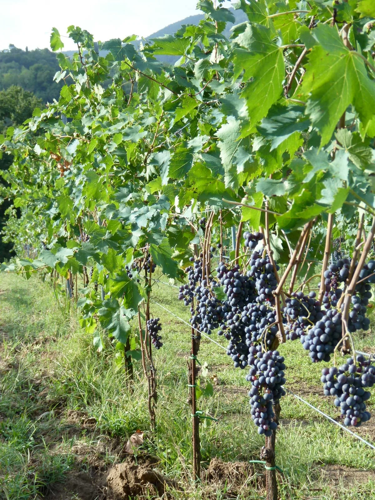 Our-HelpX-Vineyard.jpg