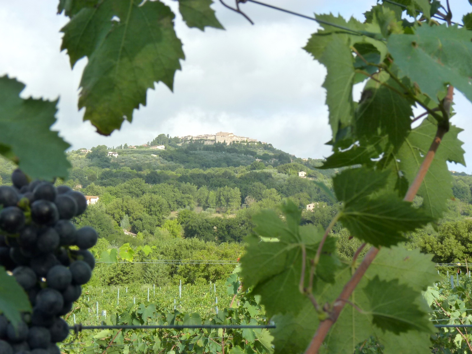 Montecastello-from-our-grapes.jpg