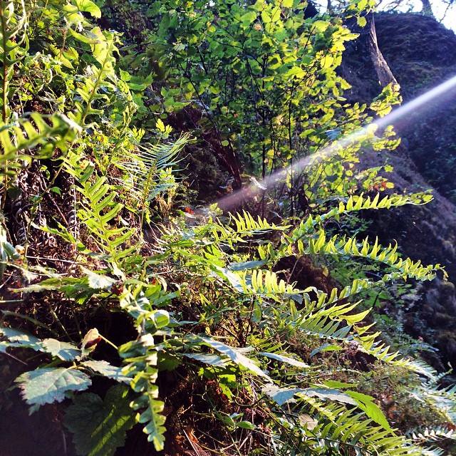 God light shining in the Gorge