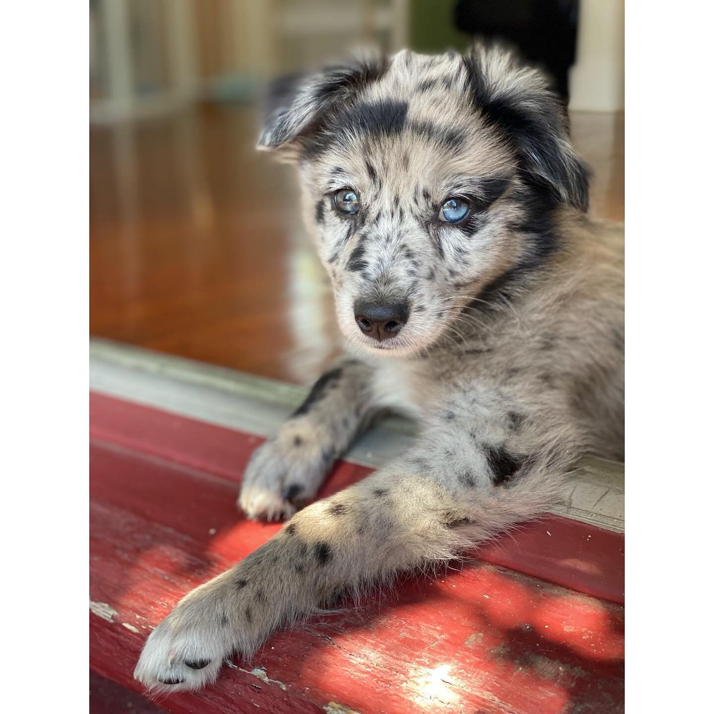 Sparrow is 9 weeks and already posing for her papa! 🥰✨. 📸 @shawnmichienzi