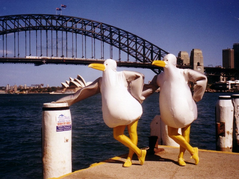 Seagulls in Sydney 2006.jpg