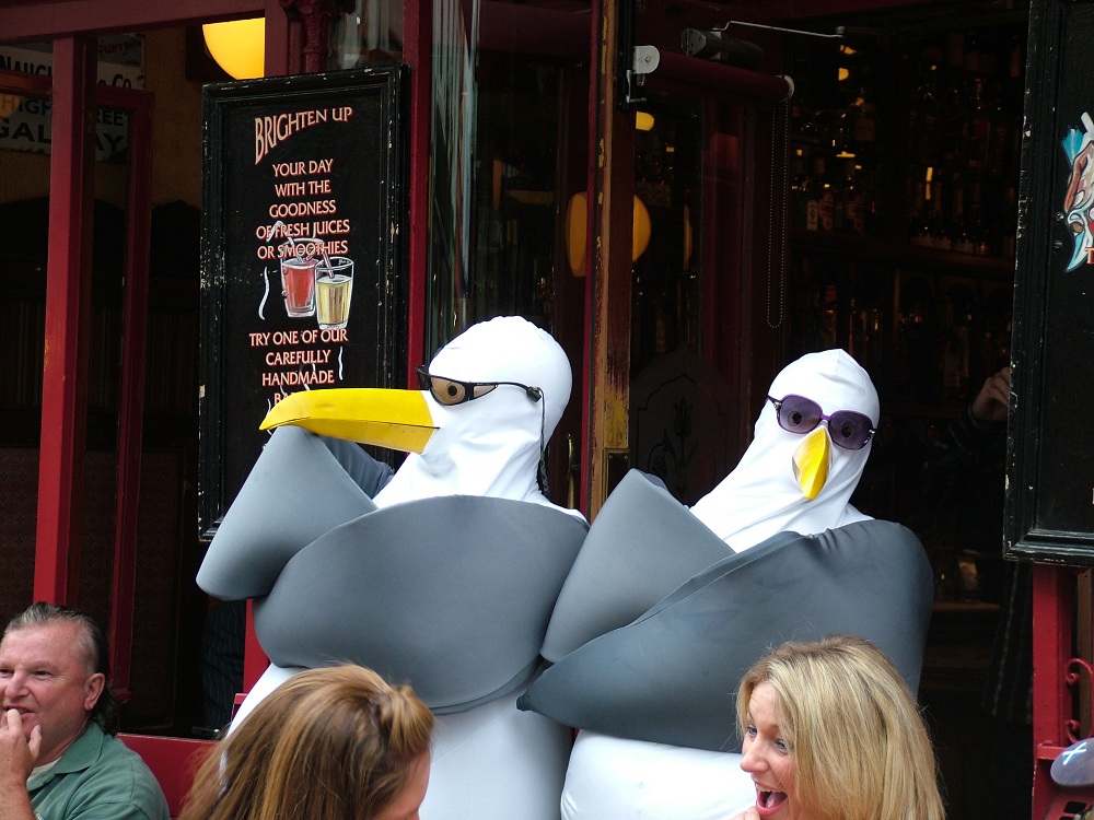 Seagull Bouncers in Galway 2010.jpg
