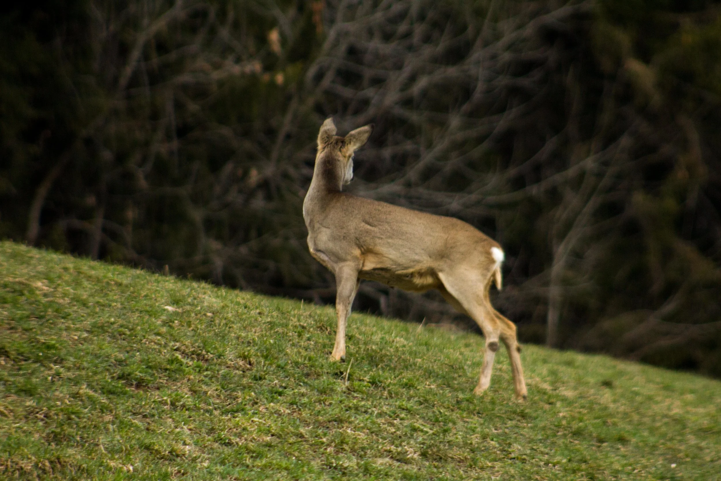  Deer, Switzerland 2019 Fine Art Photography by Anna-Lena Winterberger 