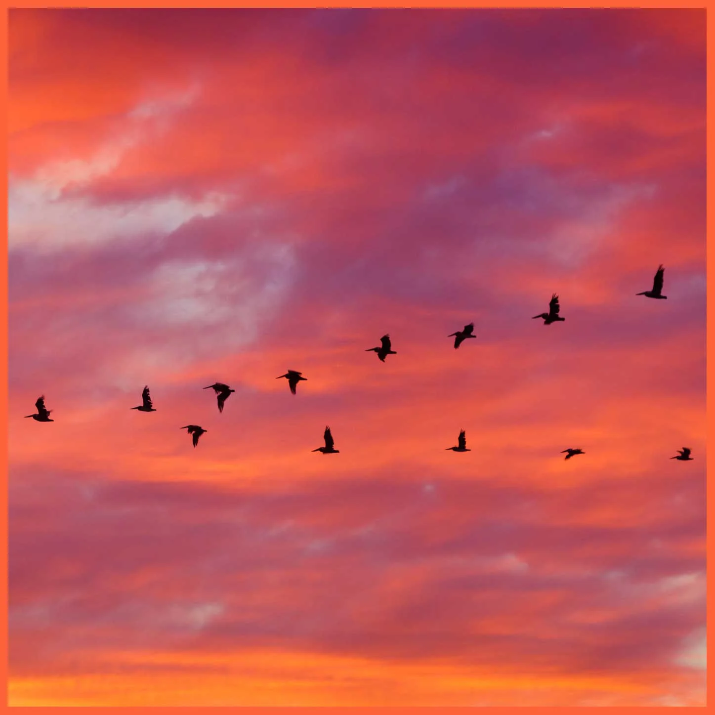 birds.jpg