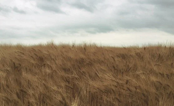 New Book launch! The Still Moving Field Guide: Change Vitality at your fingertips