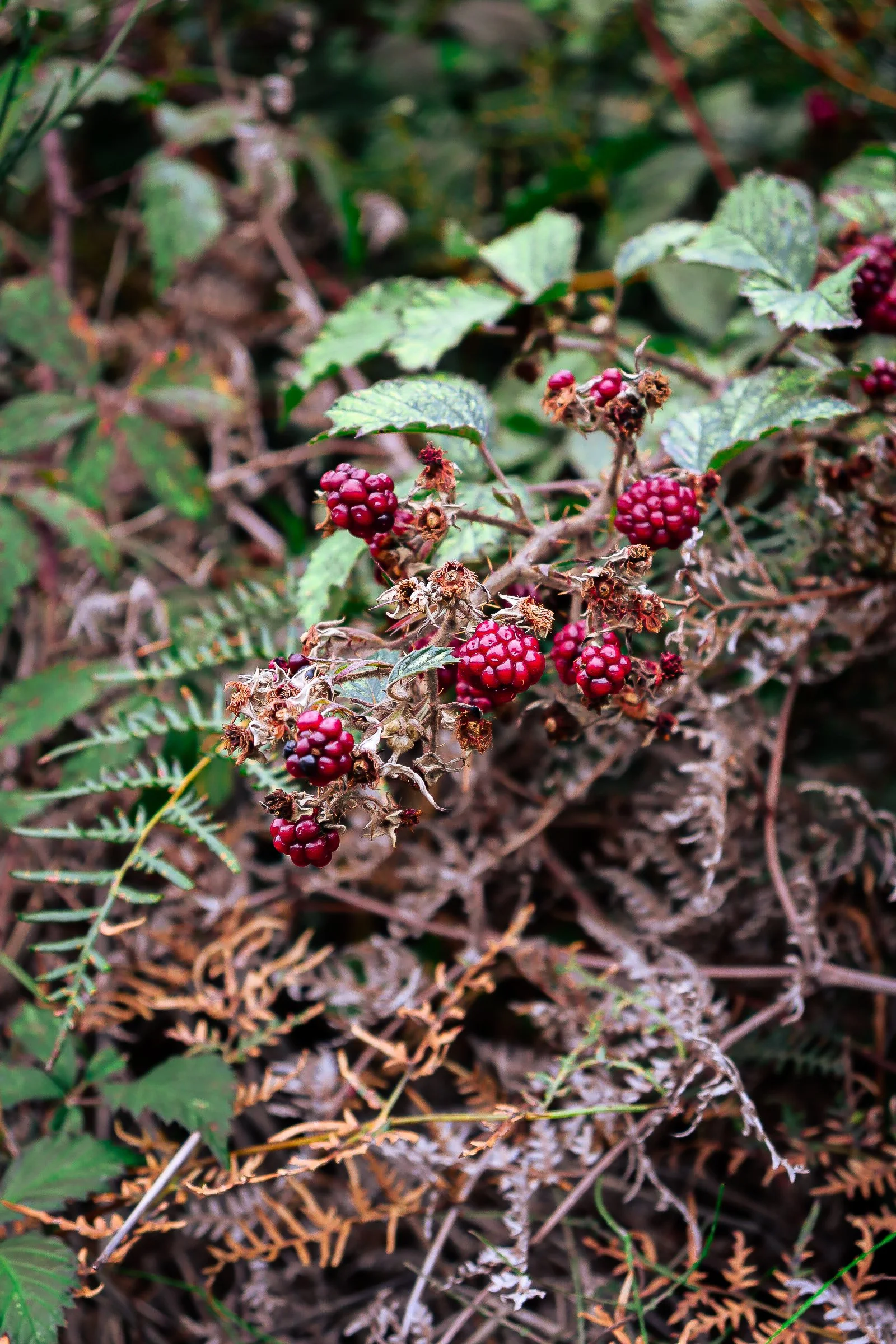 berries.jpg