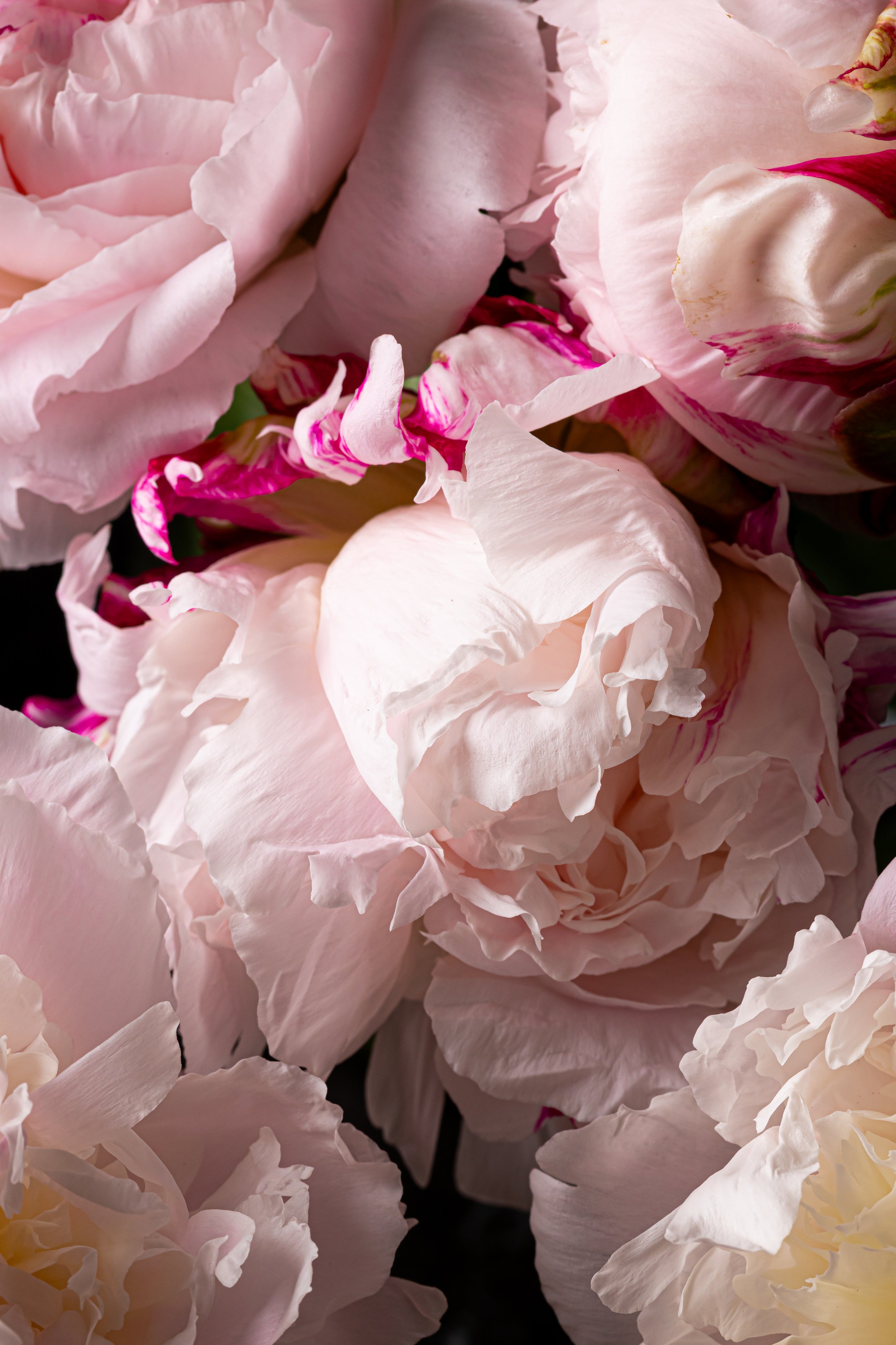peonies.jpg