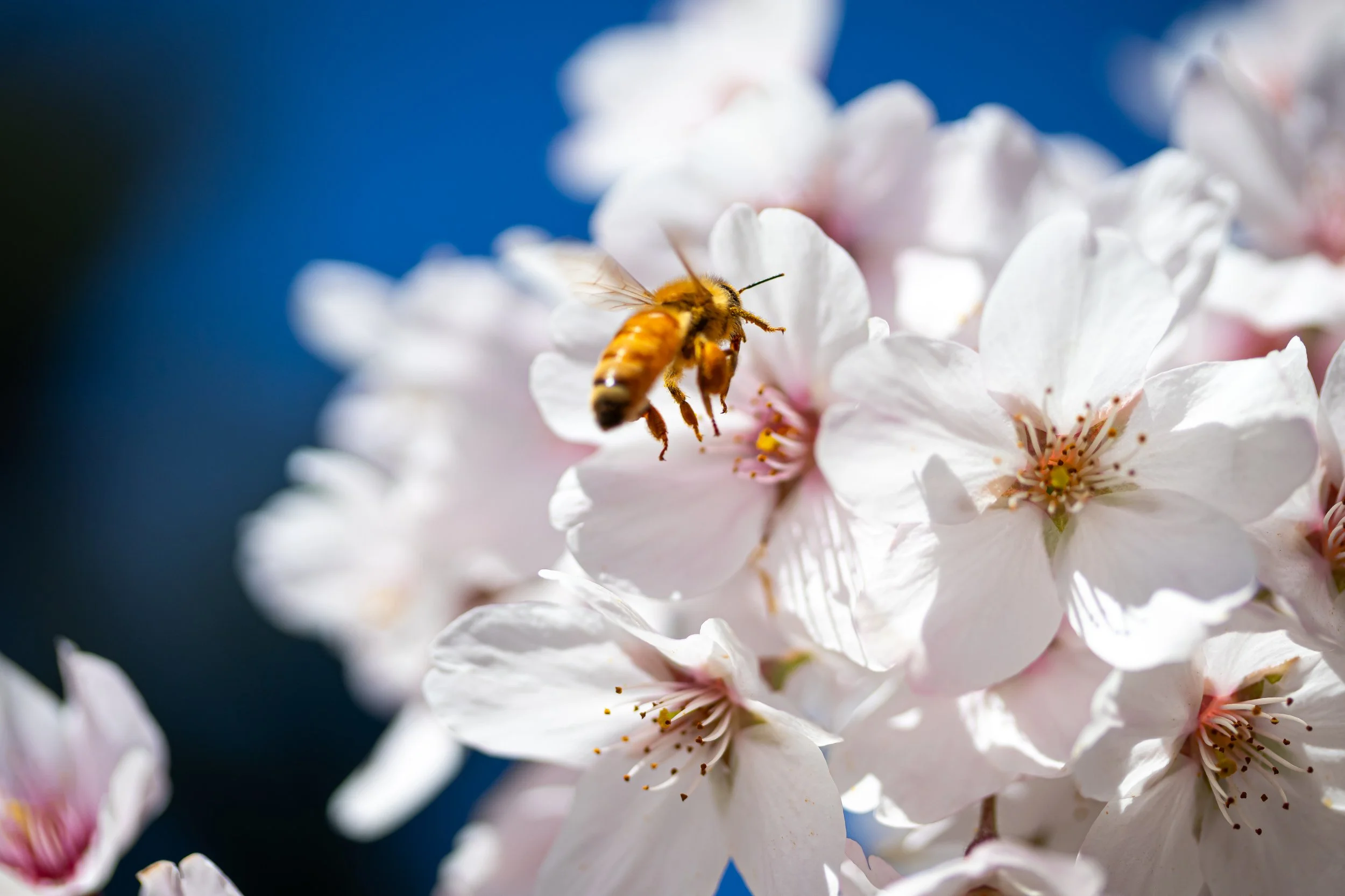 blossoms.jpg