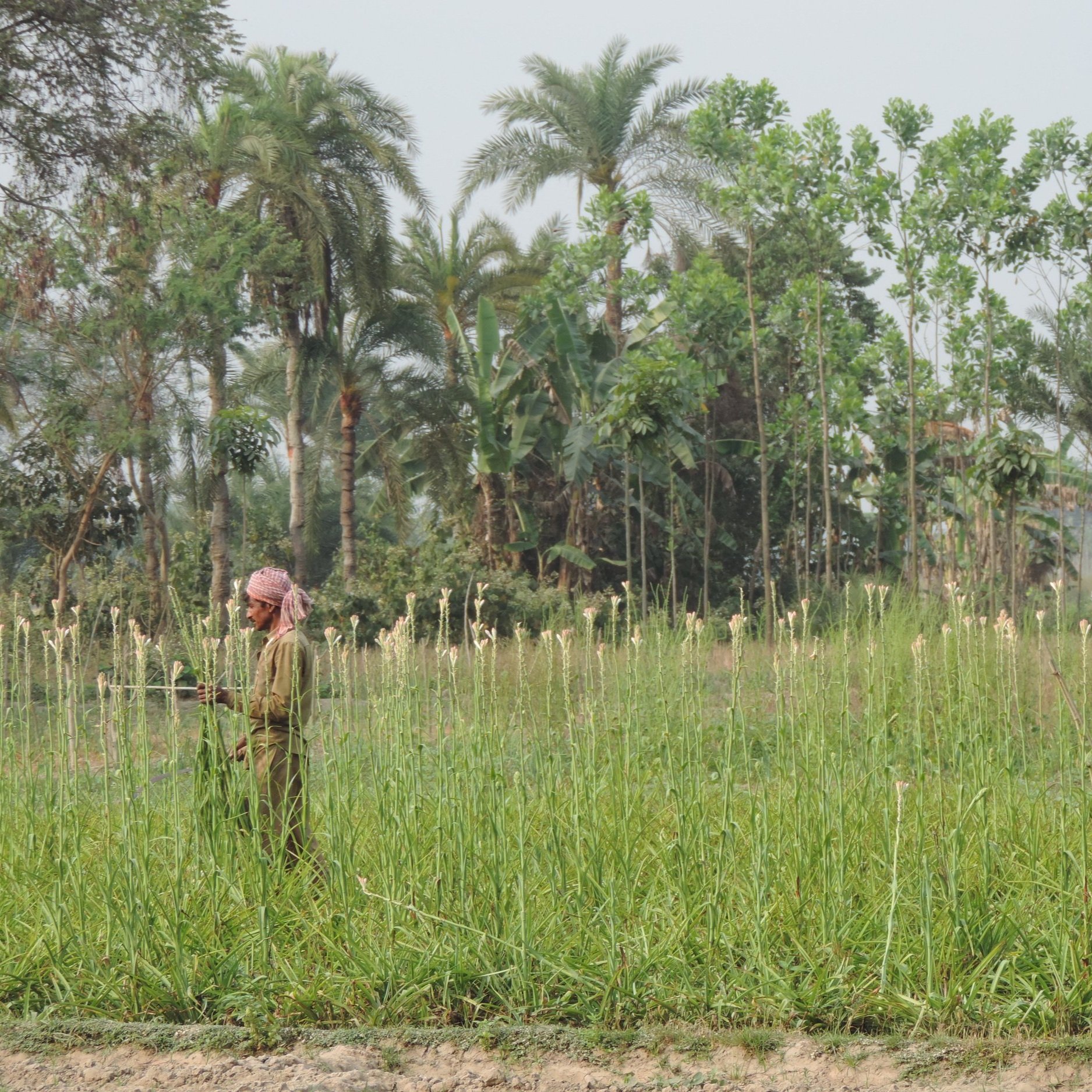 rural-farmer-west-bengal.JPG