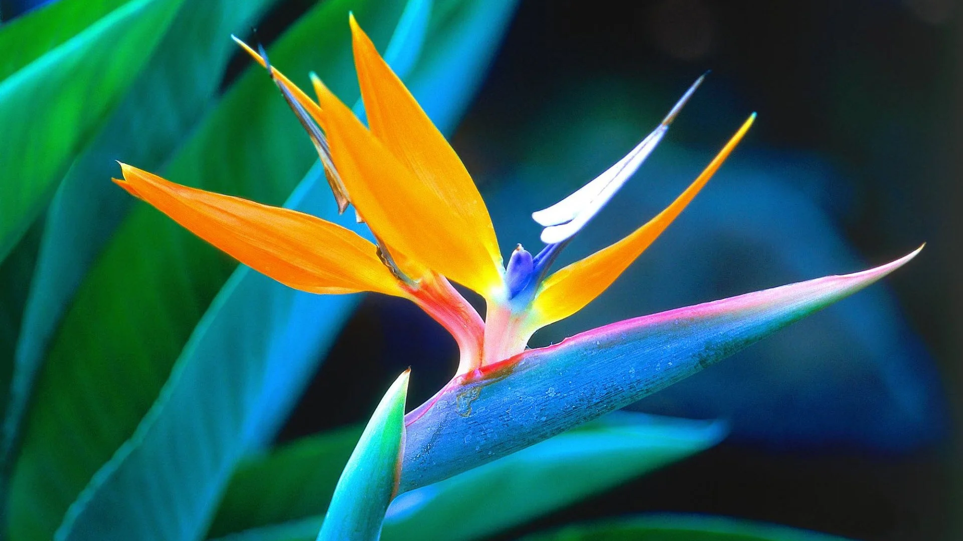 tropical-flowers-images-and-wallpapers-18 copy.jpg