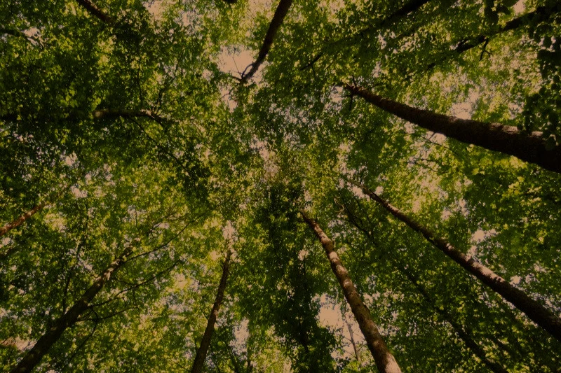 Tree%2BTops%2BVegan.jpg